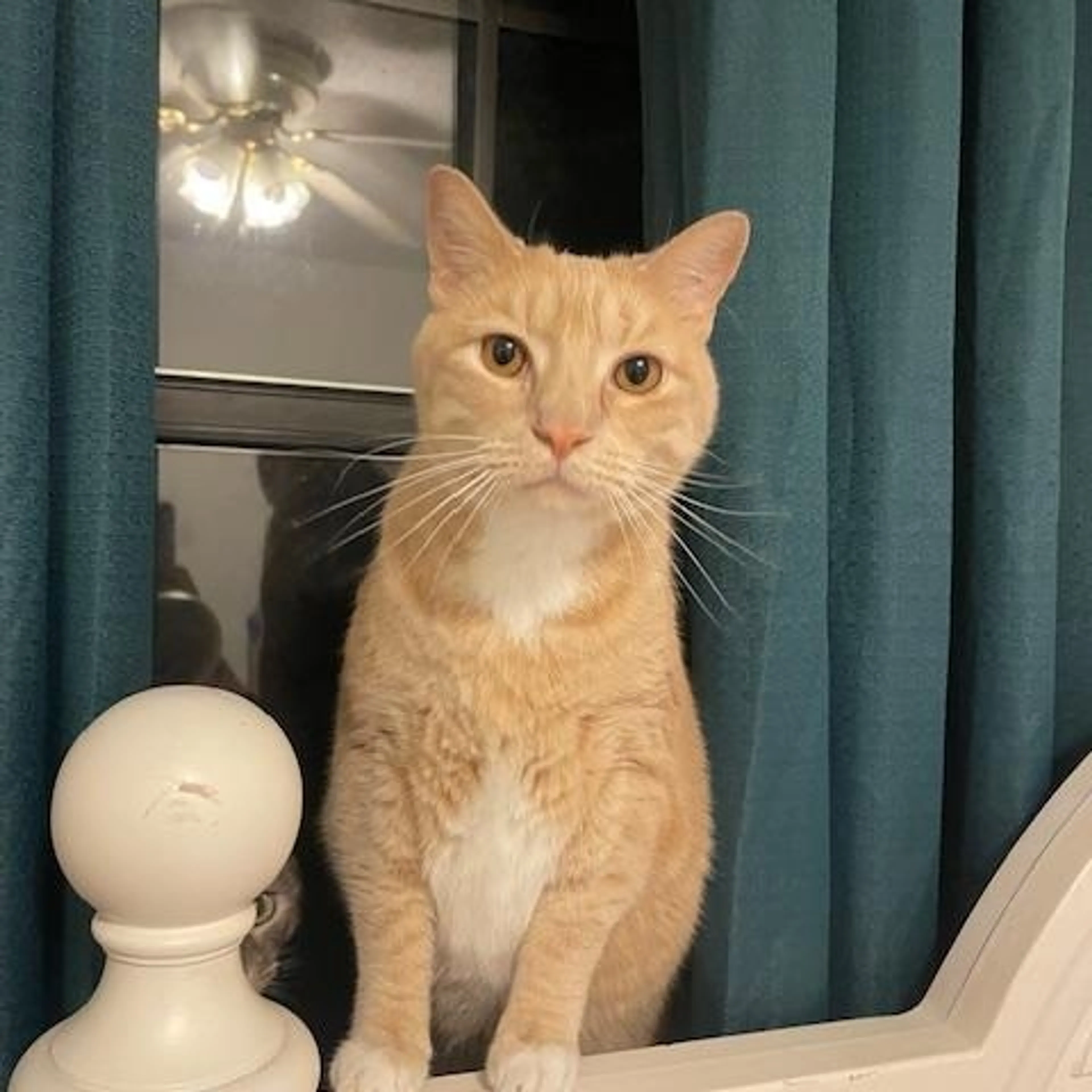 Found pet-1