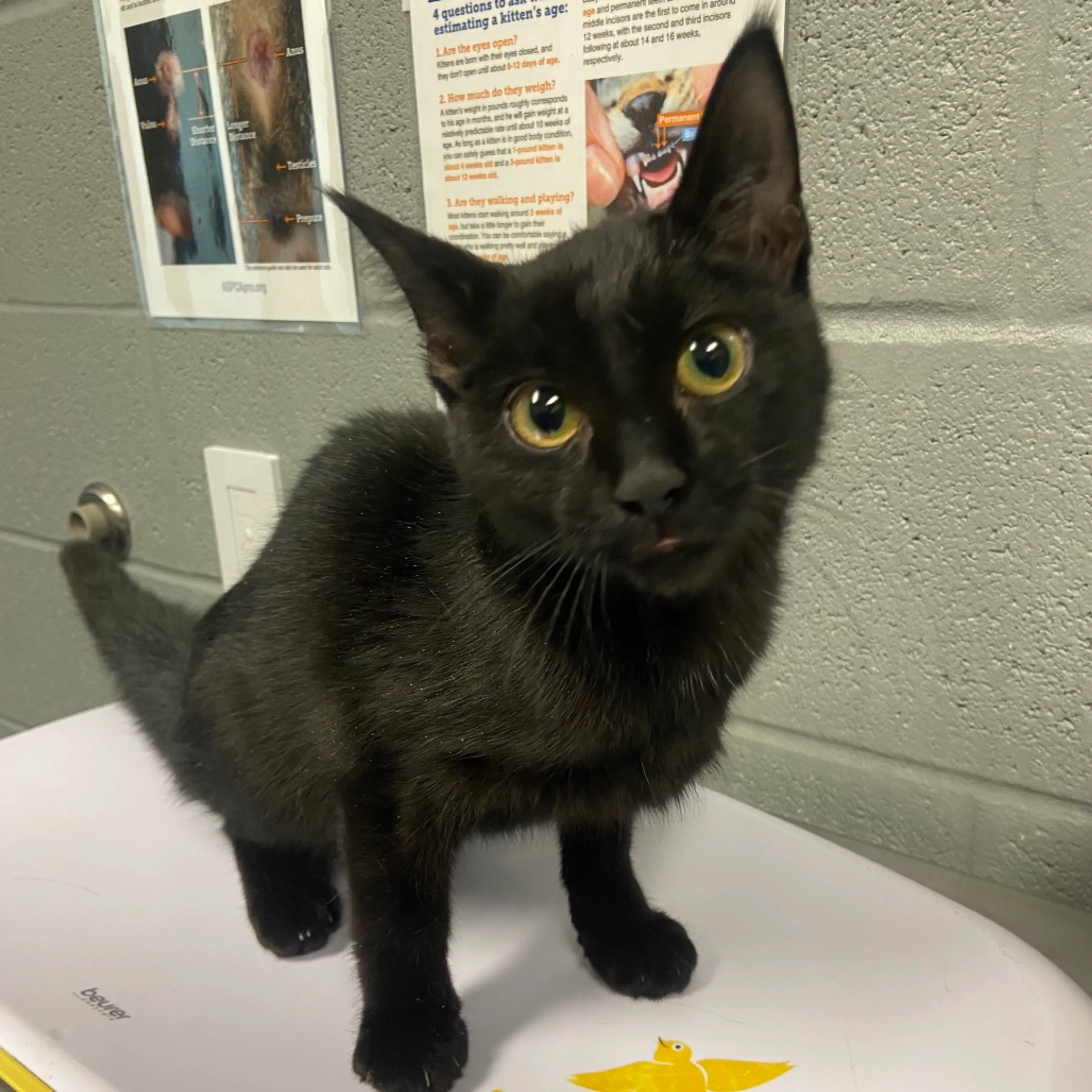 Found pet-1