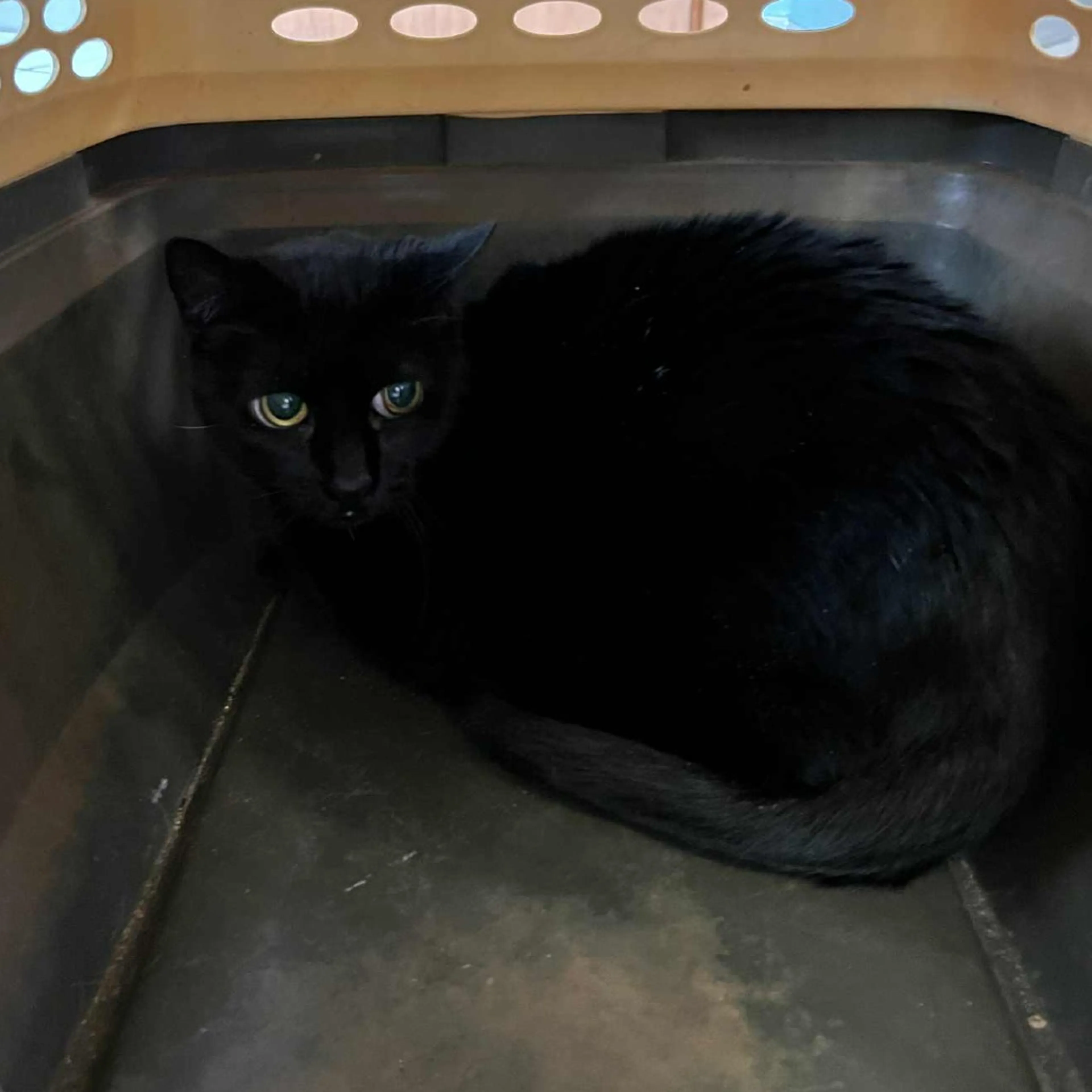 Found pet-1