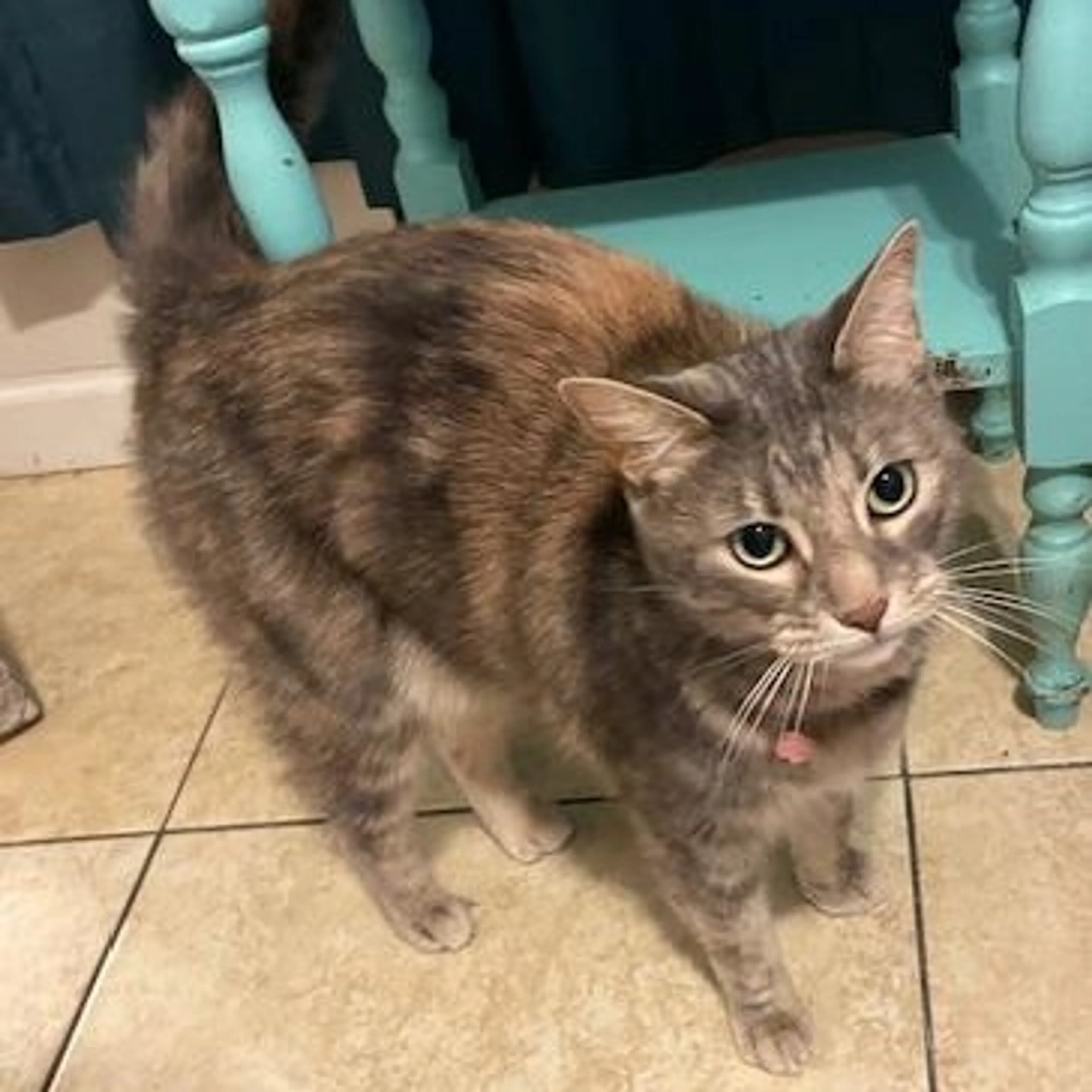 Found pet-5