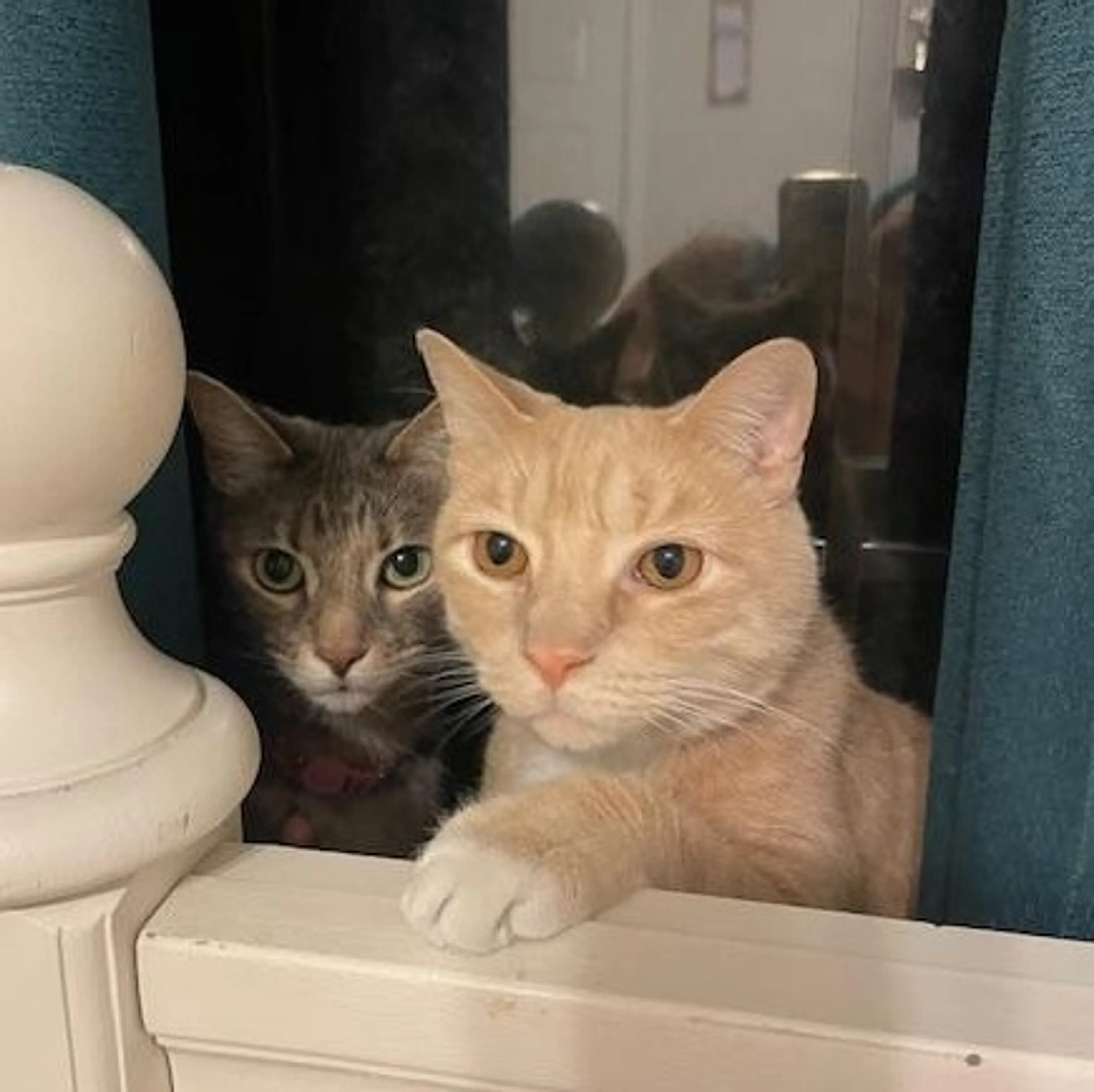 Found pet-1