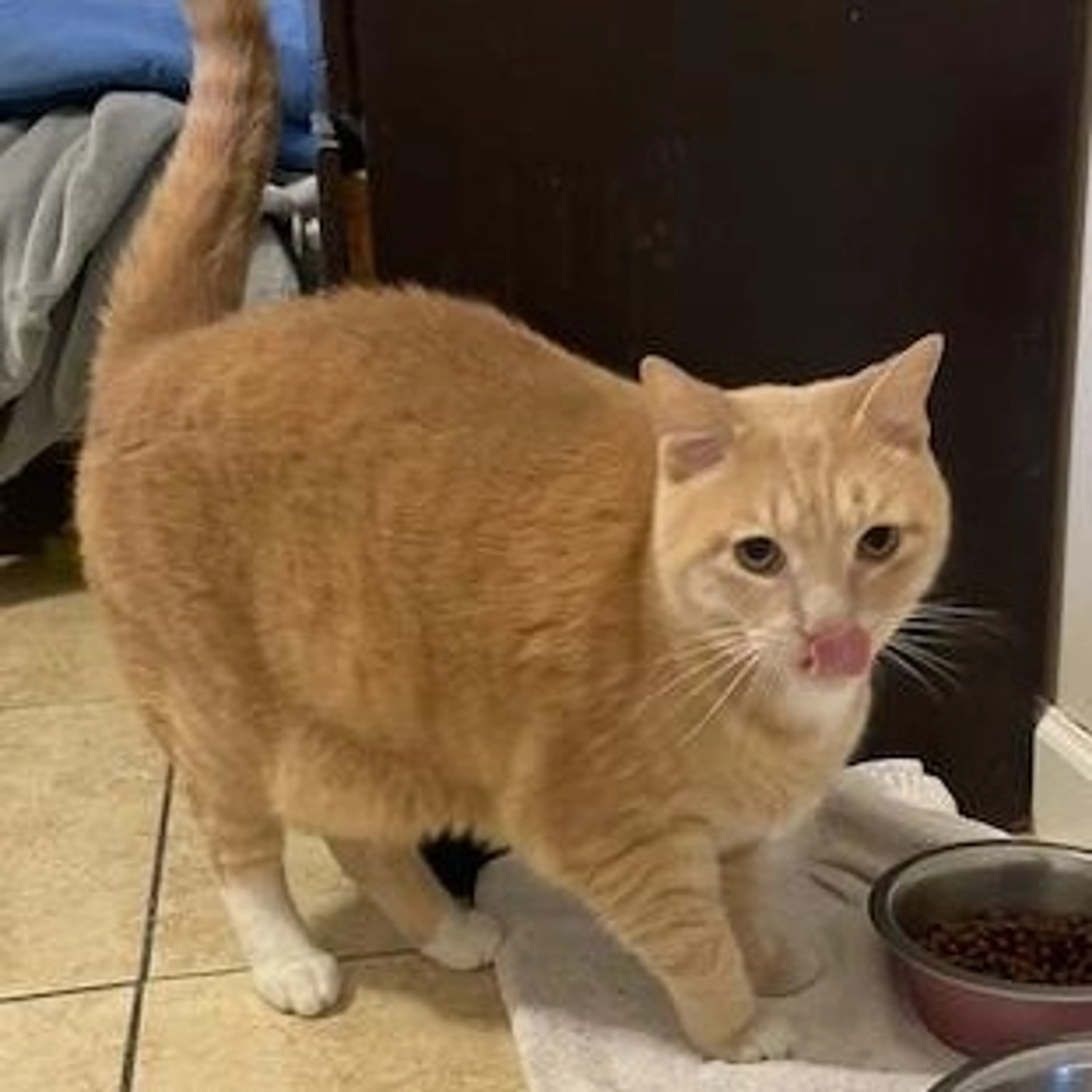Found pet-0
