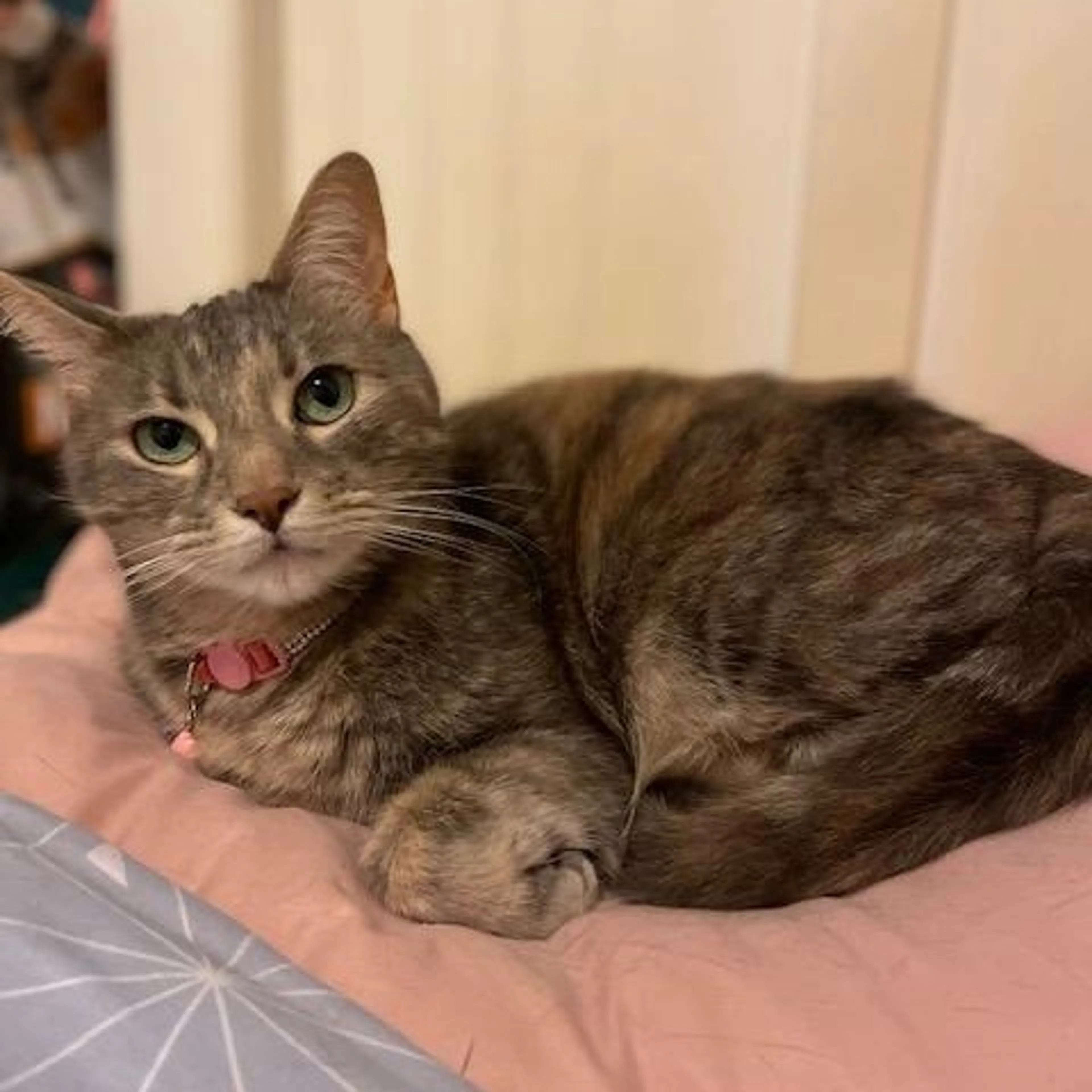 Found pet-2