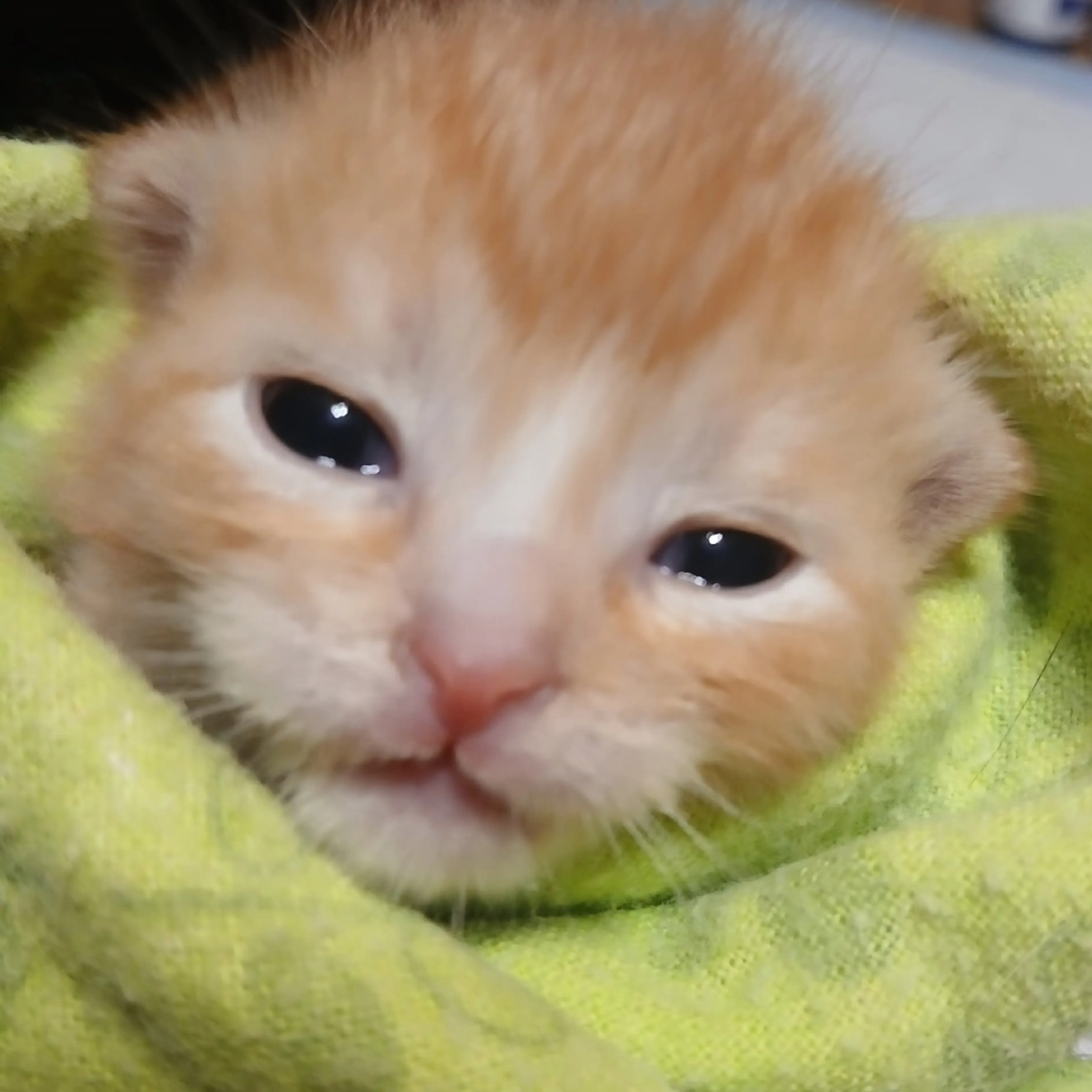 Found pet-1