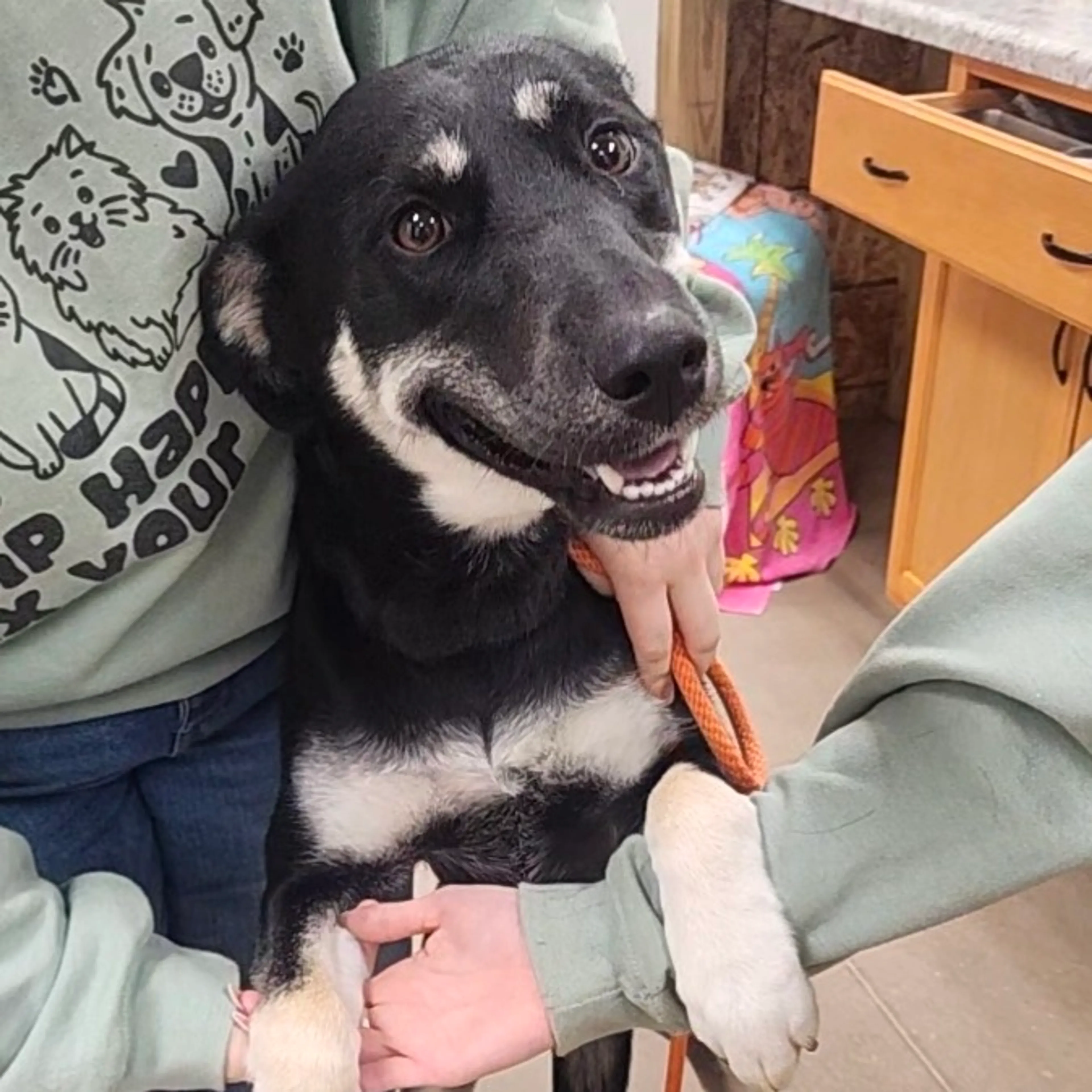 Found pet