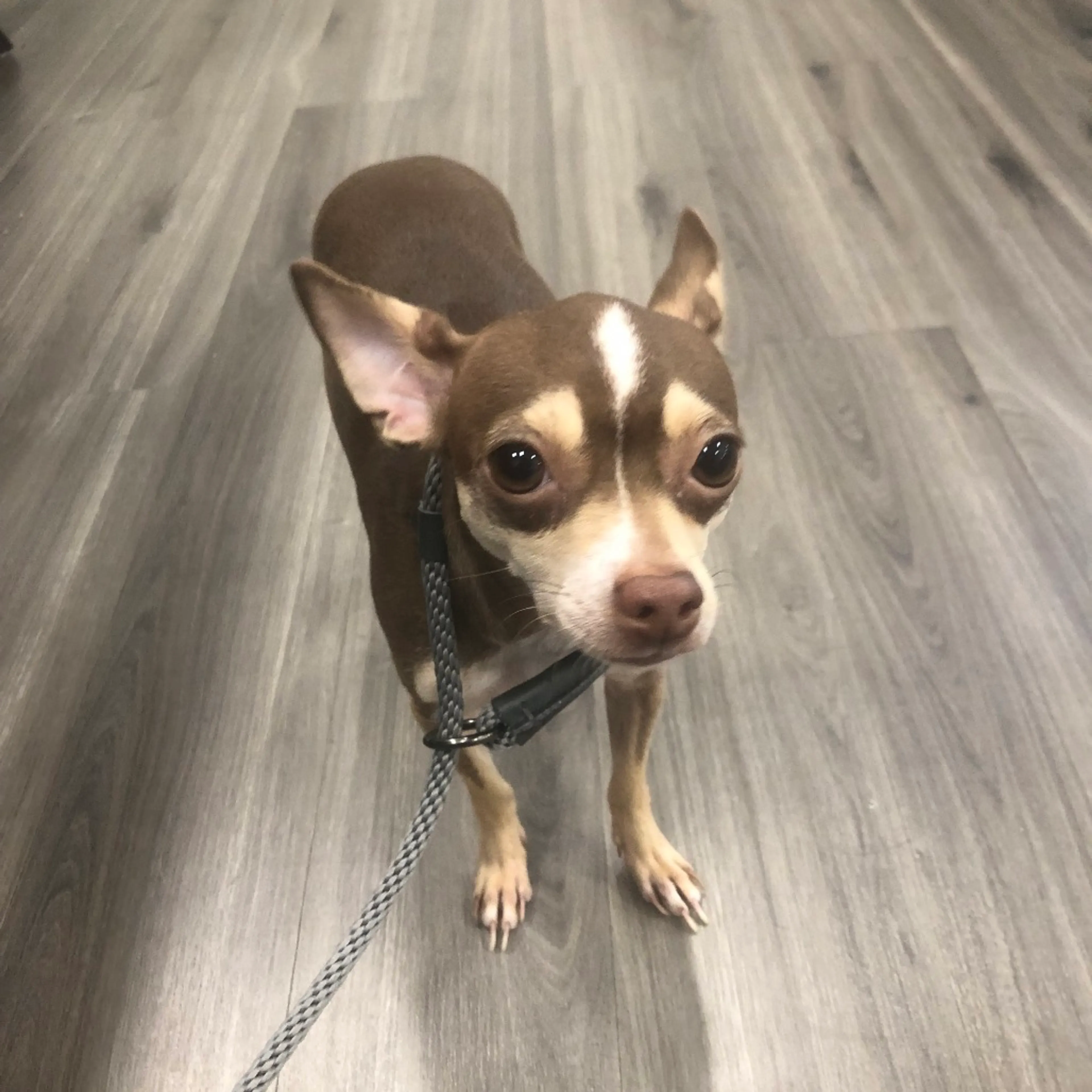 Found pet