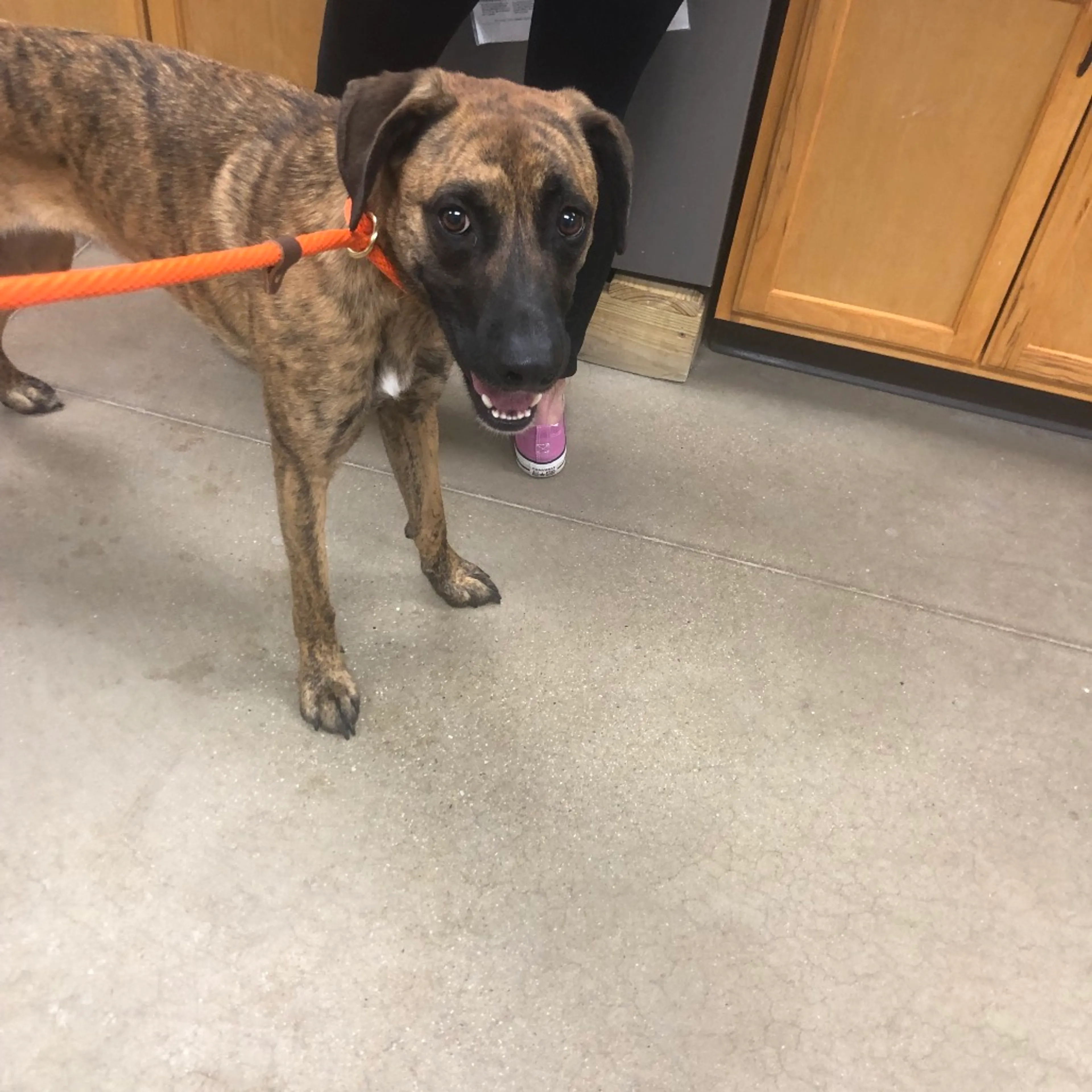 Found pet