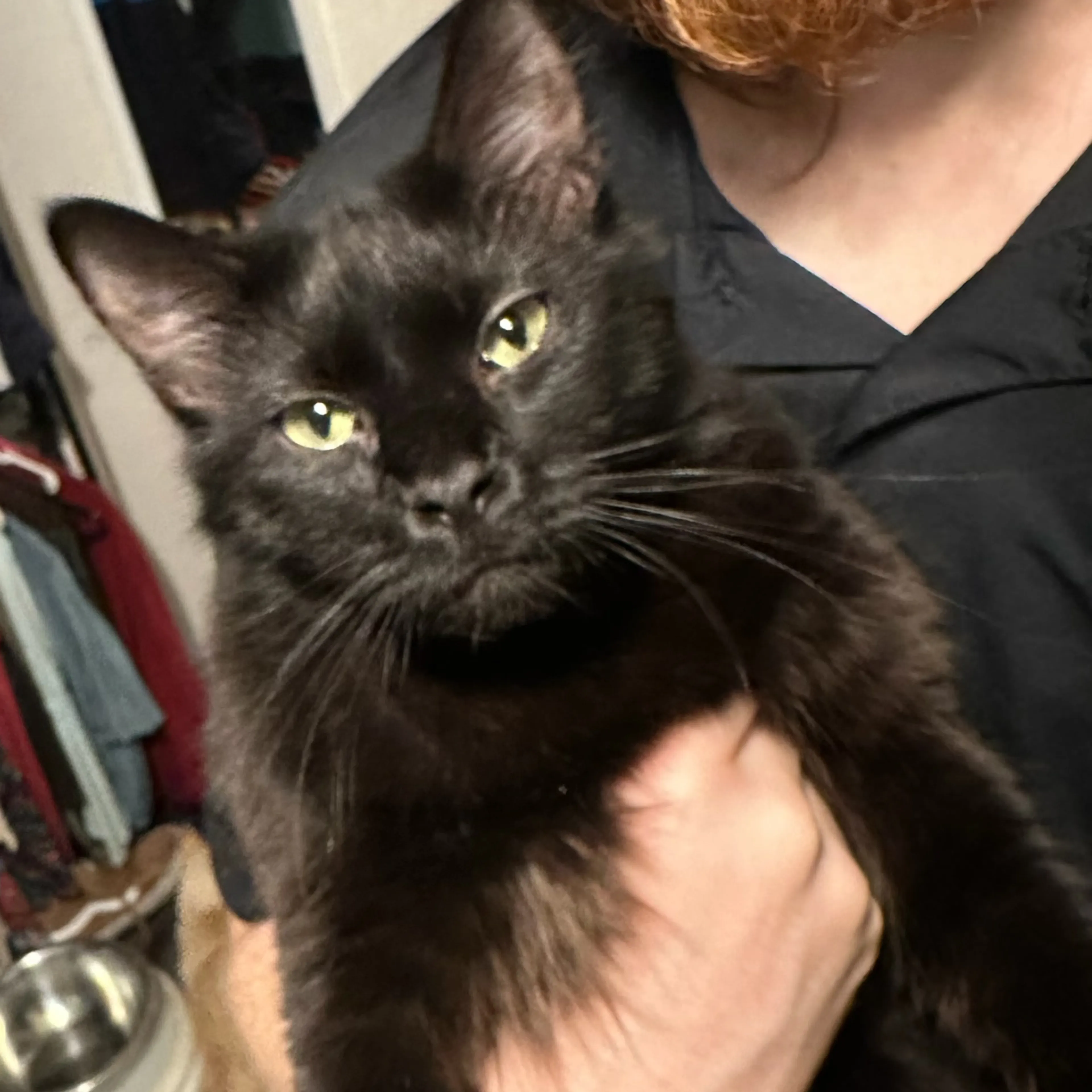 Lost pet-3