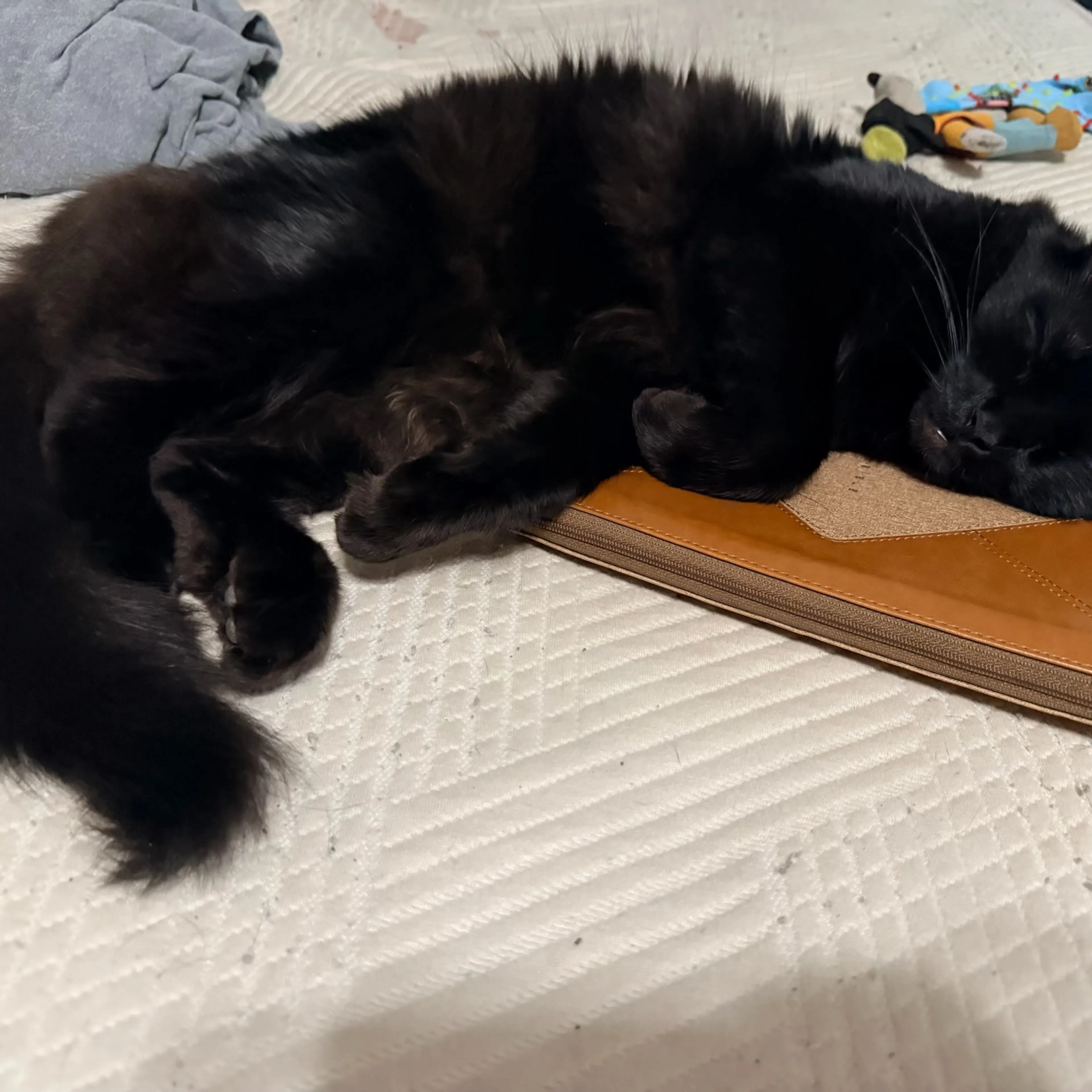 Lost pet-1