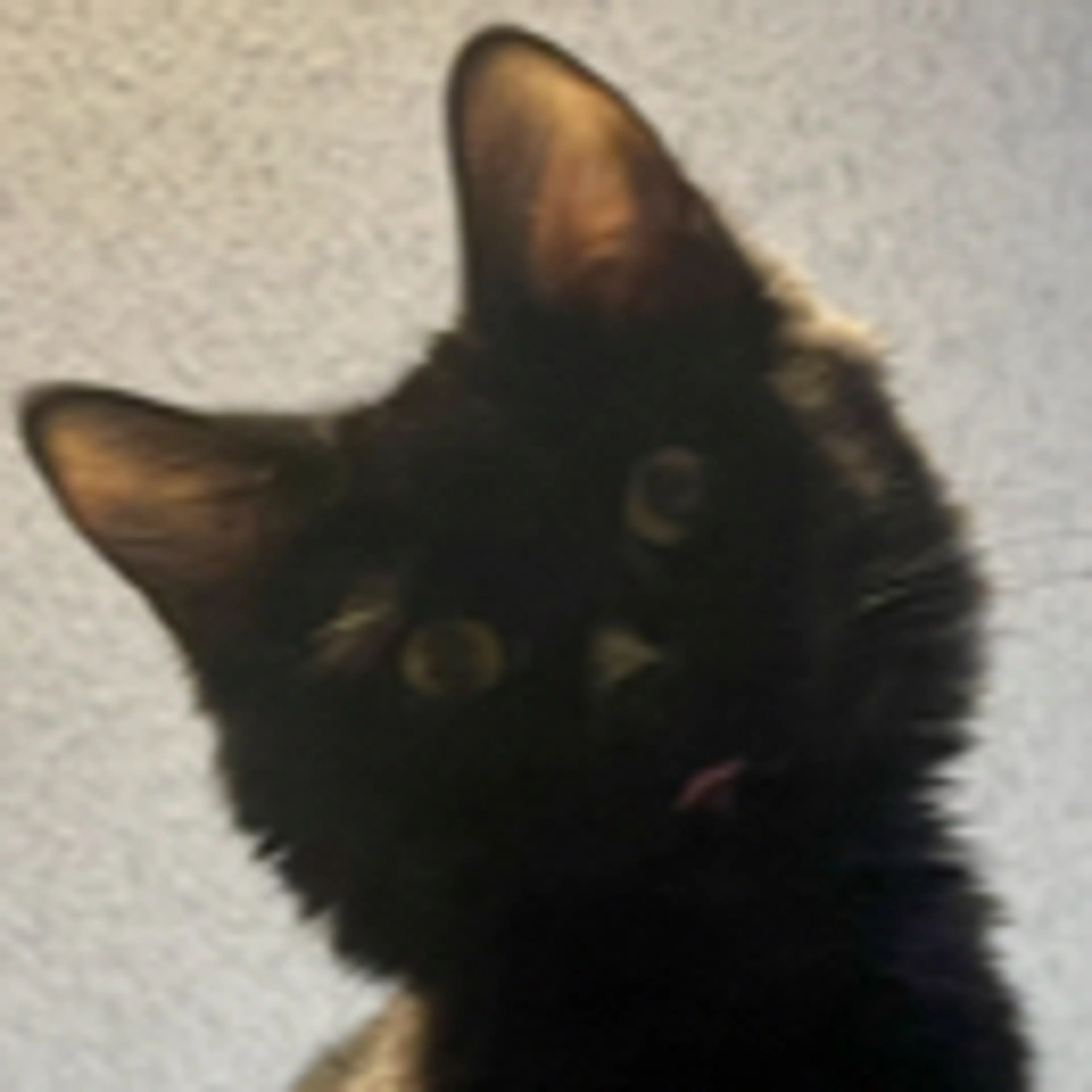 Lost pet-2