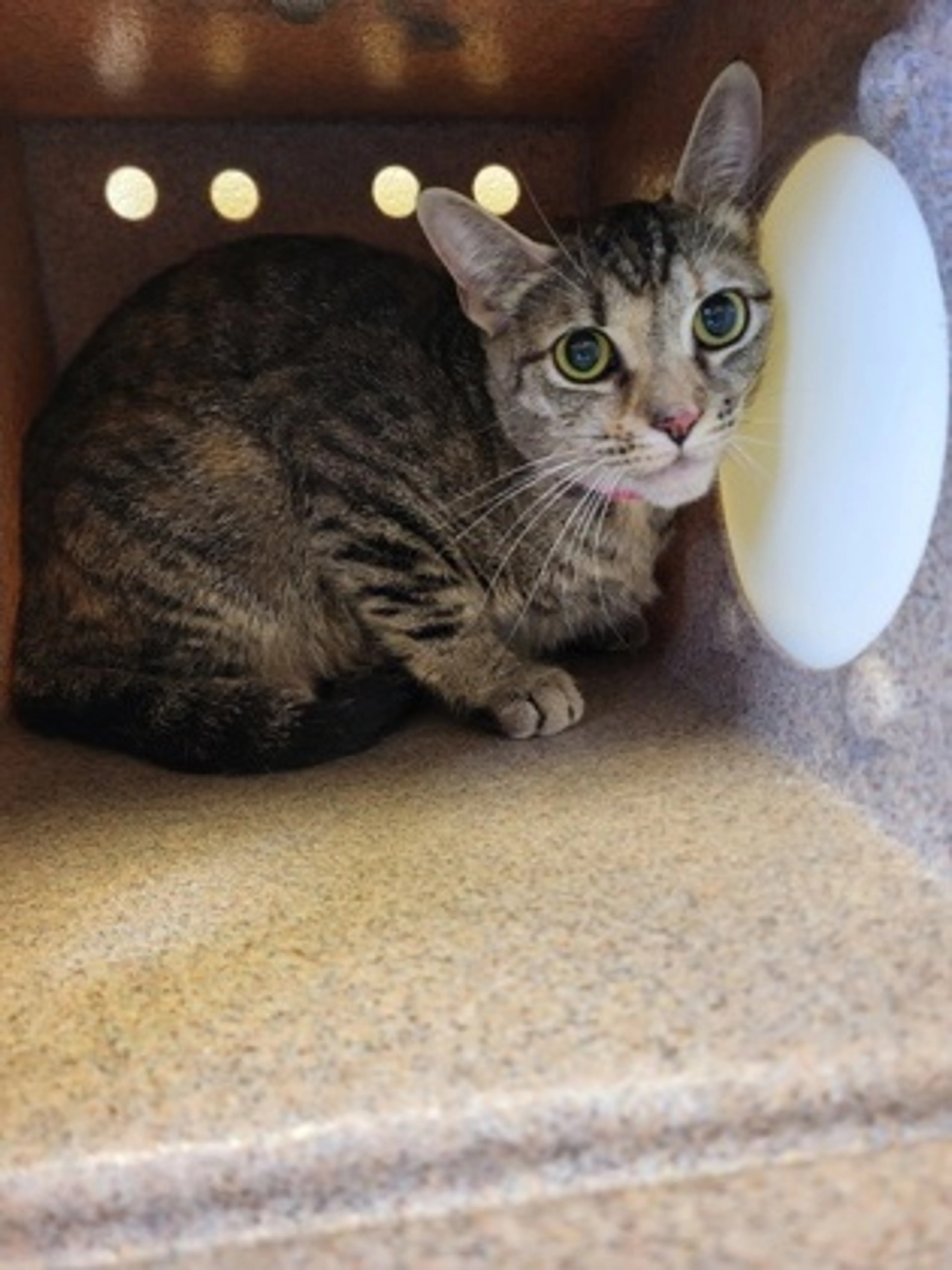 Found pet-1
