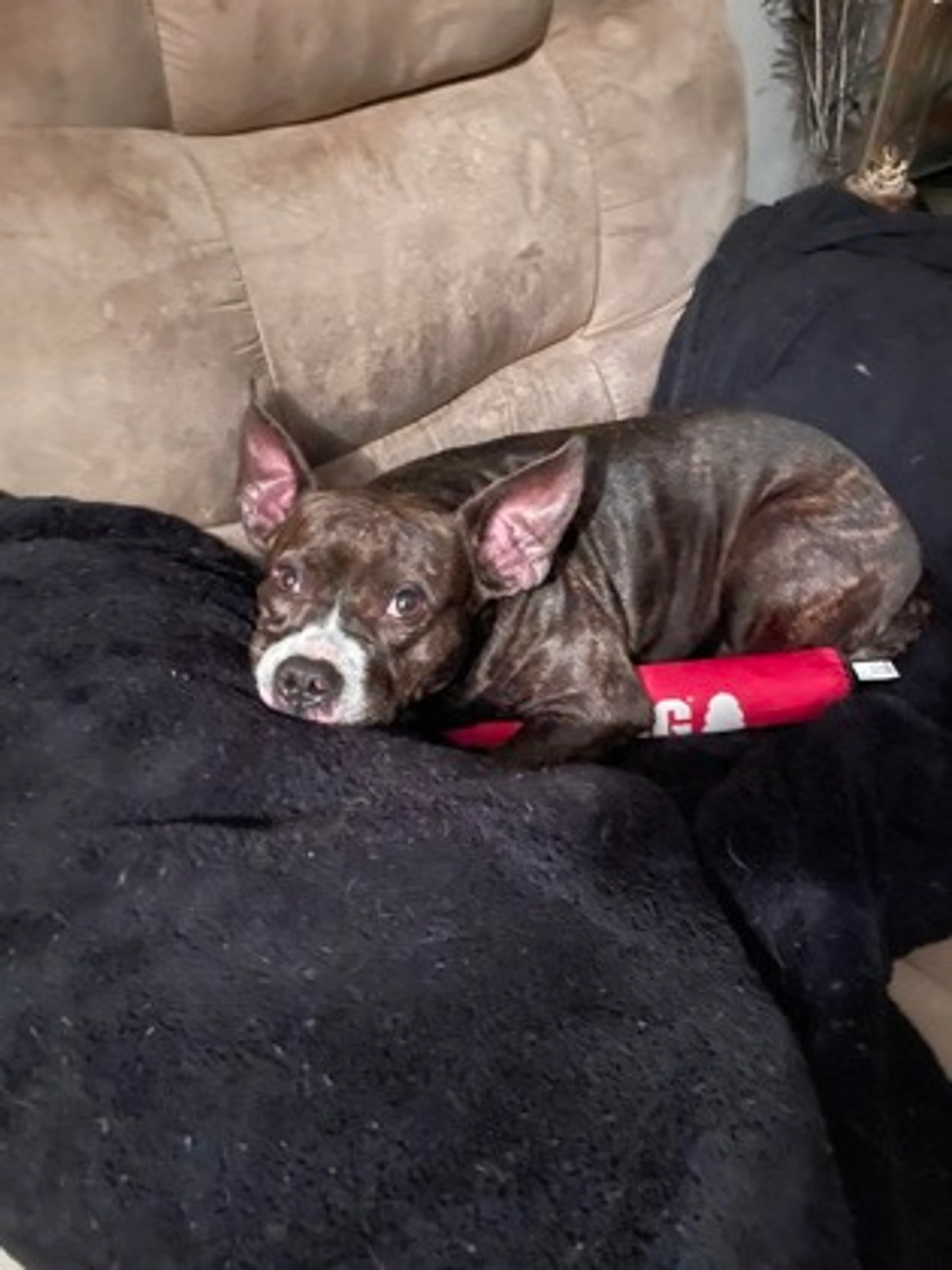 Found pet