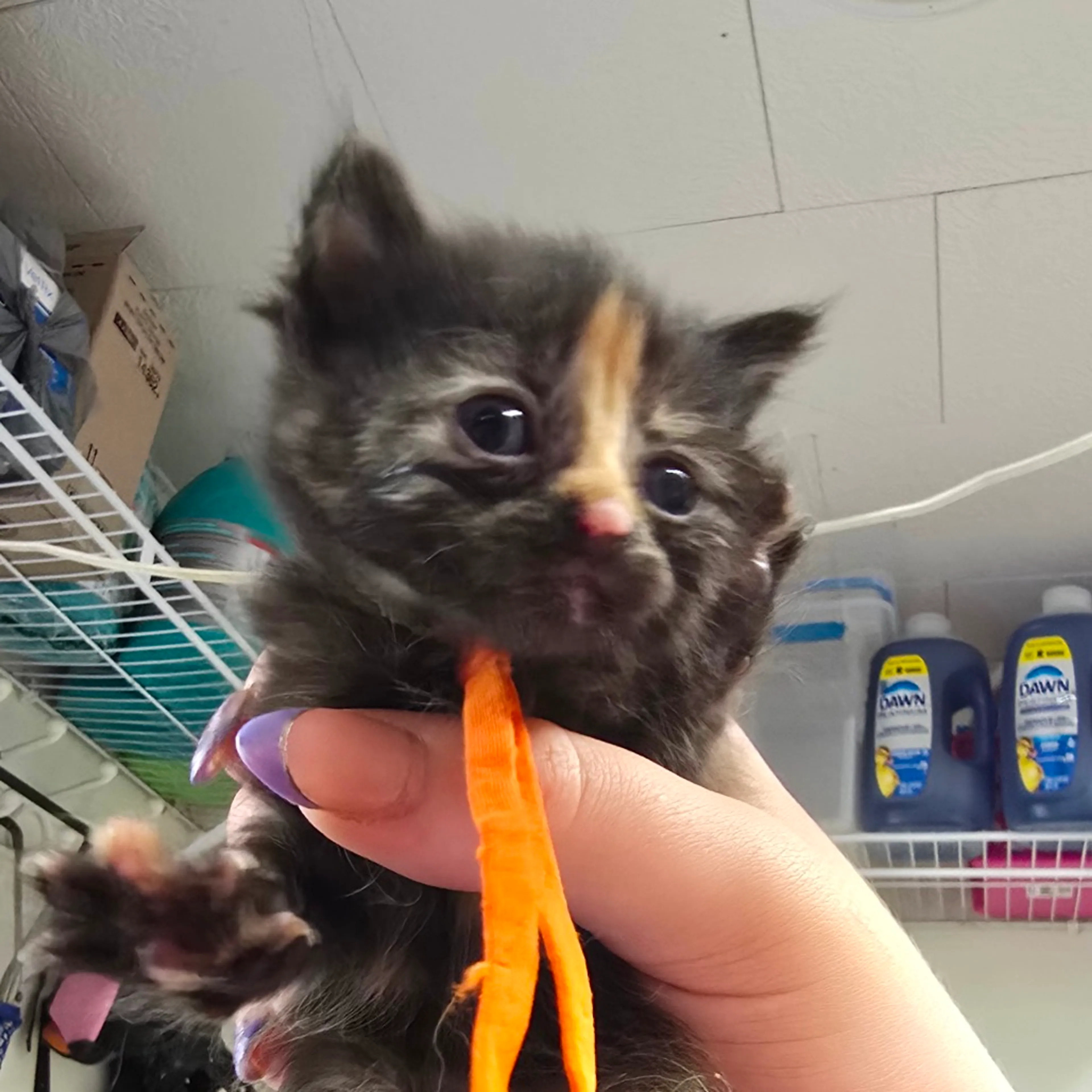 Found pet-1