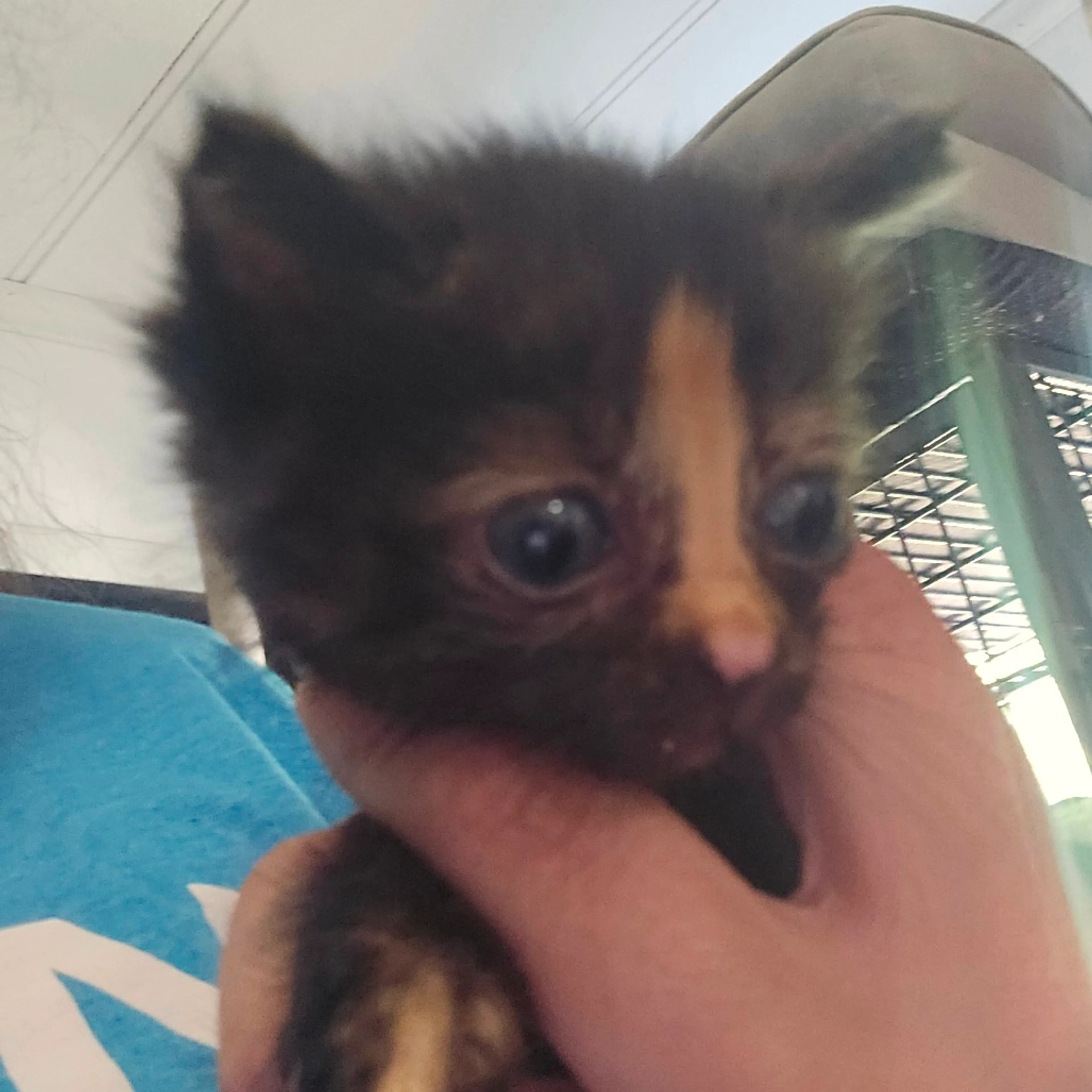 Found pet-0