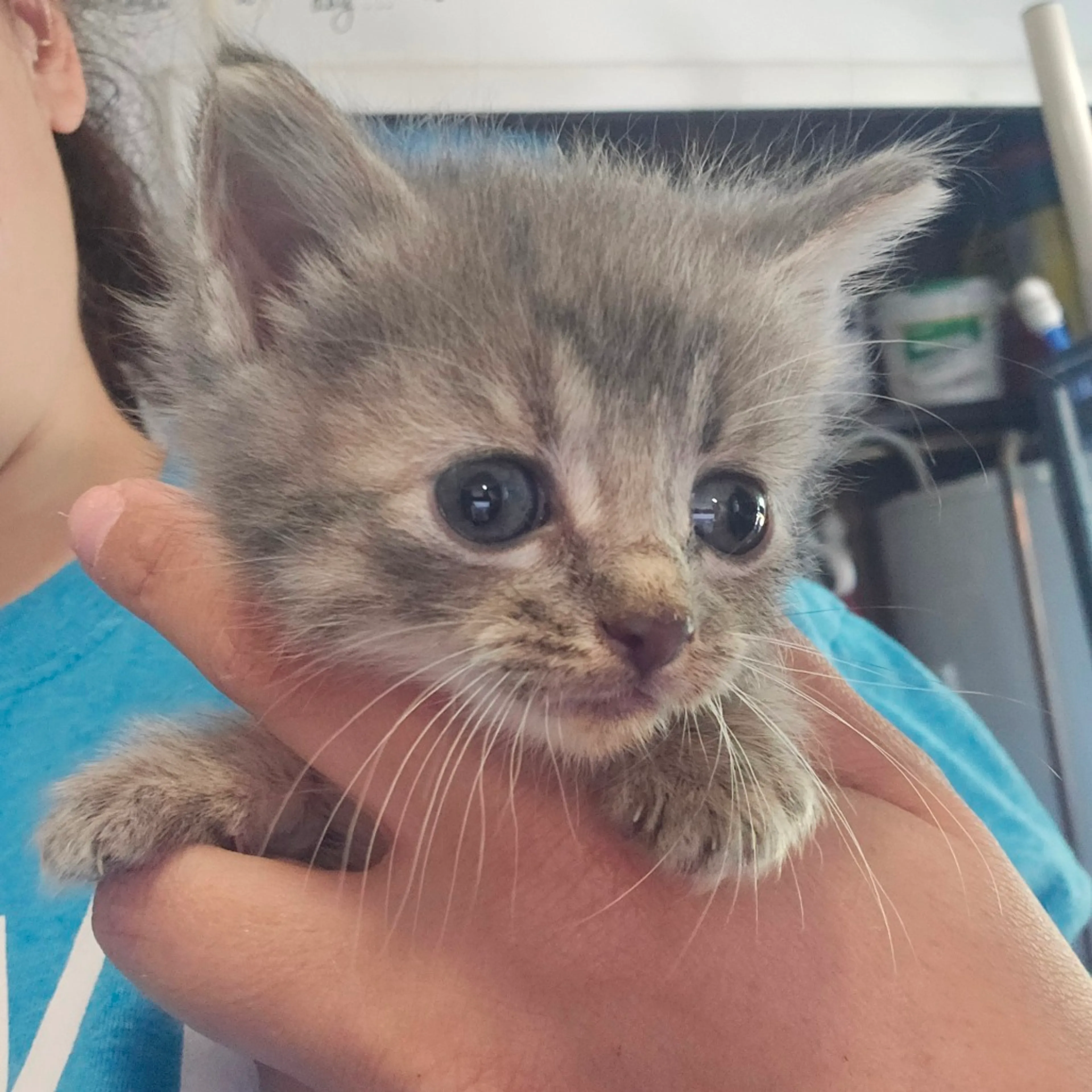 Found pet-0