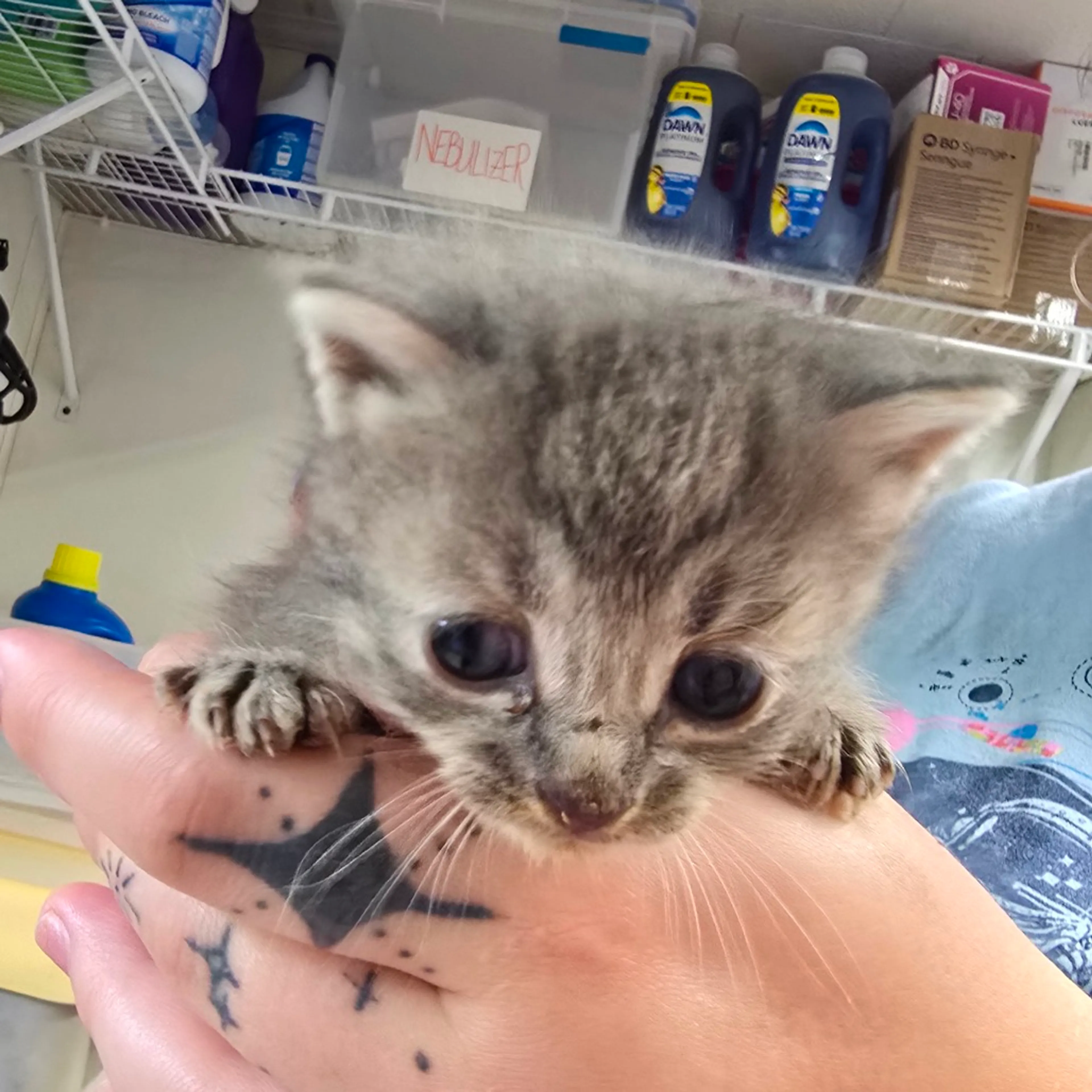 Found pet-1