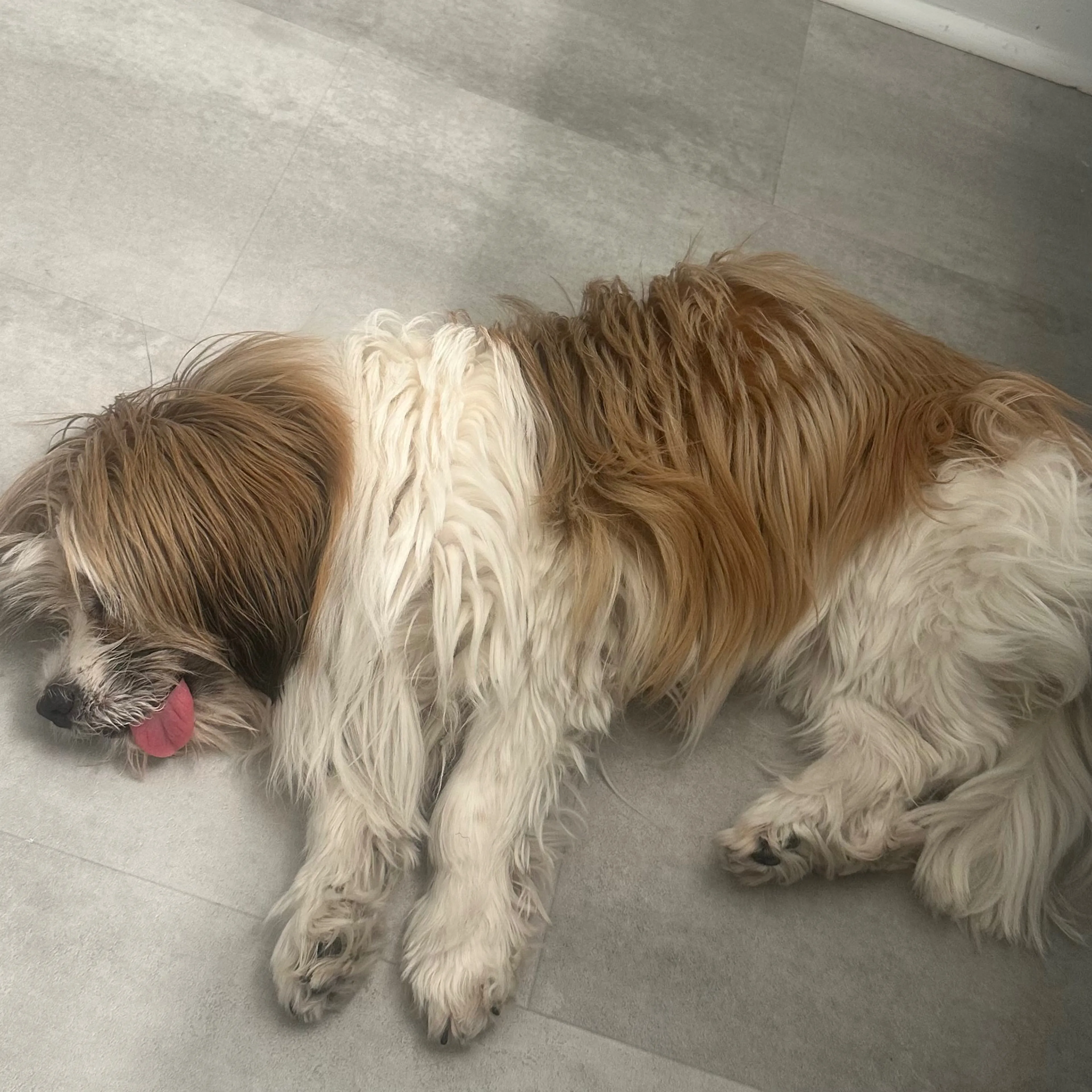 Lost pet-1