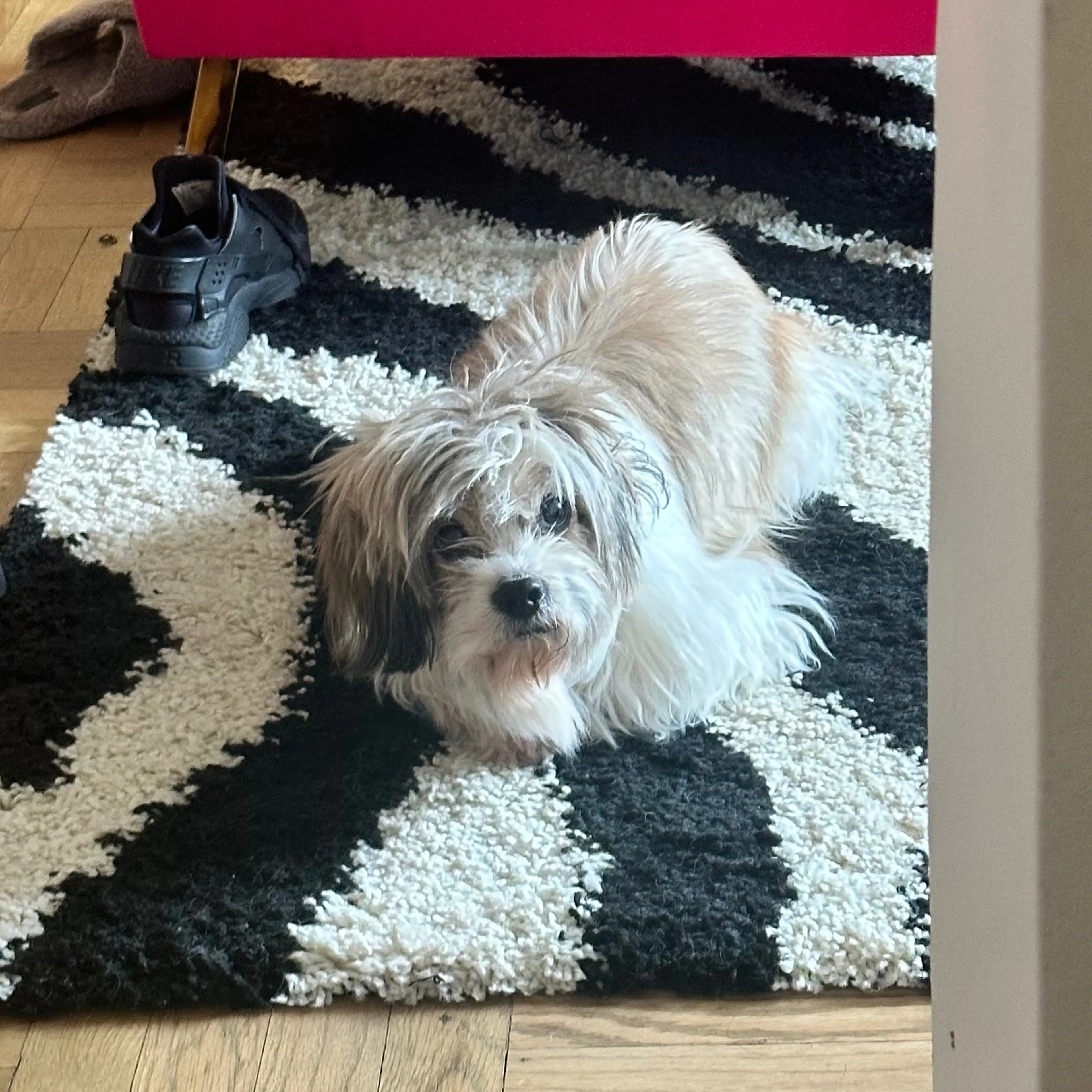 Lost pet-2