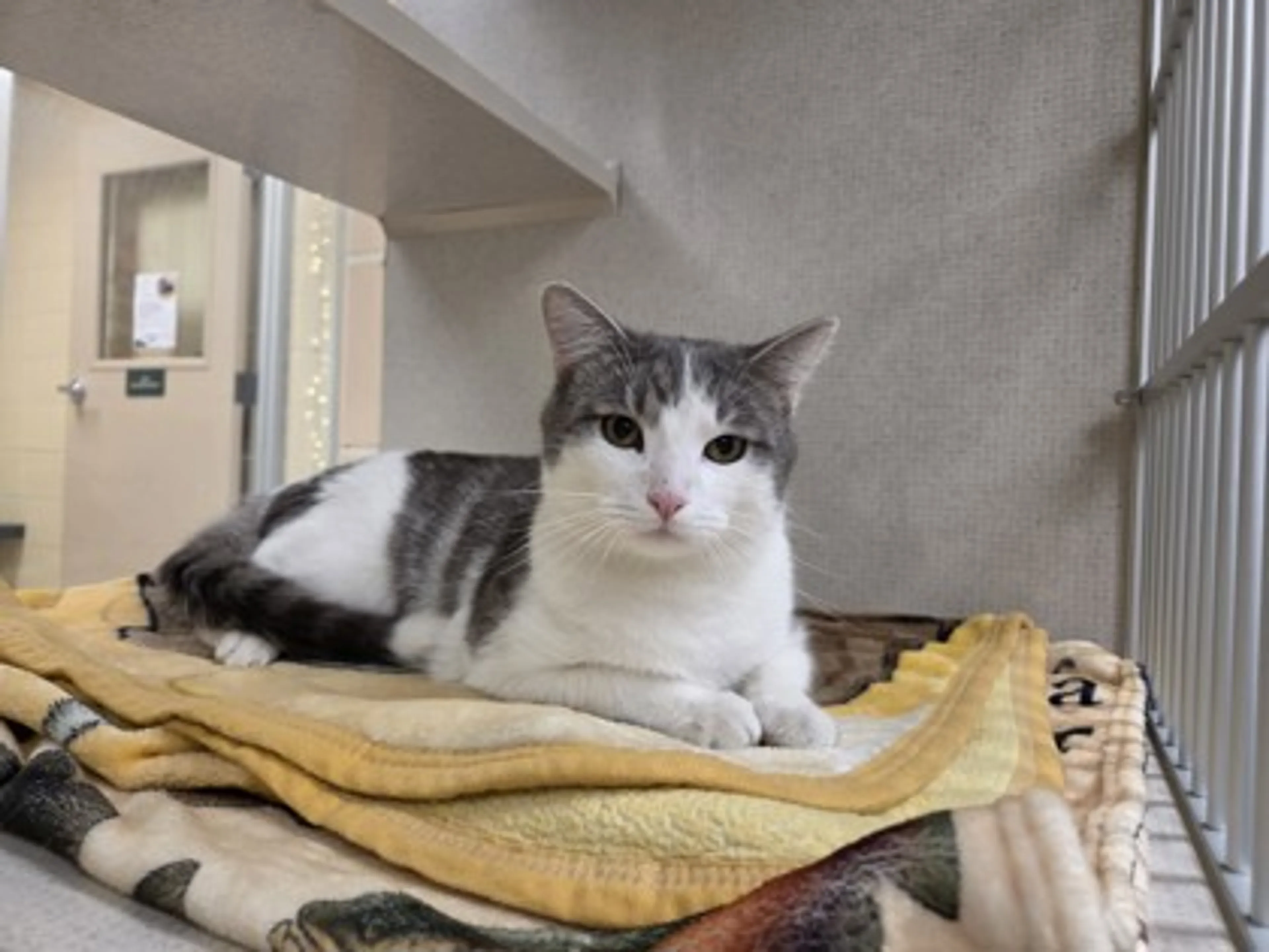 Found pet-1