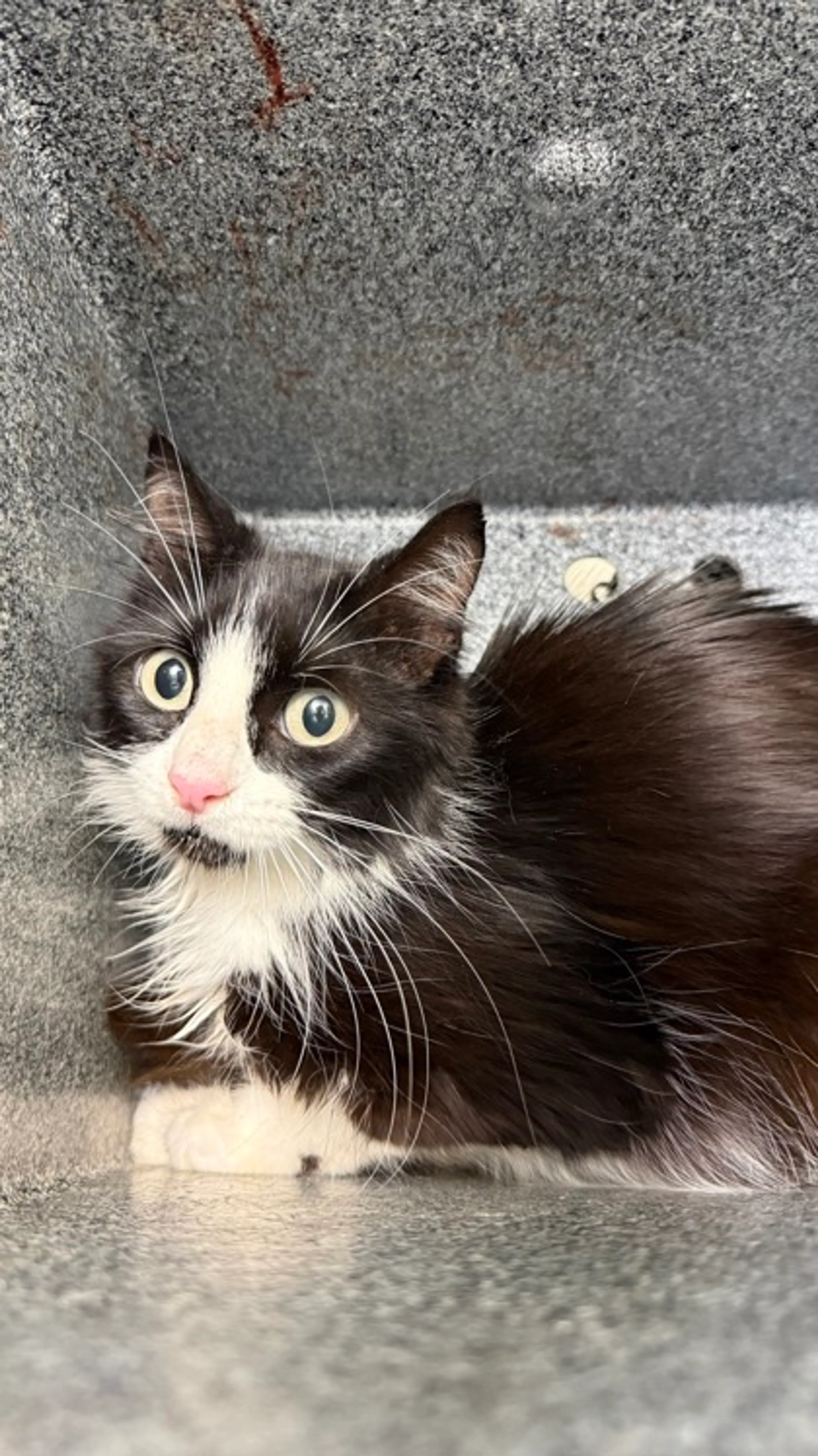 Found pet