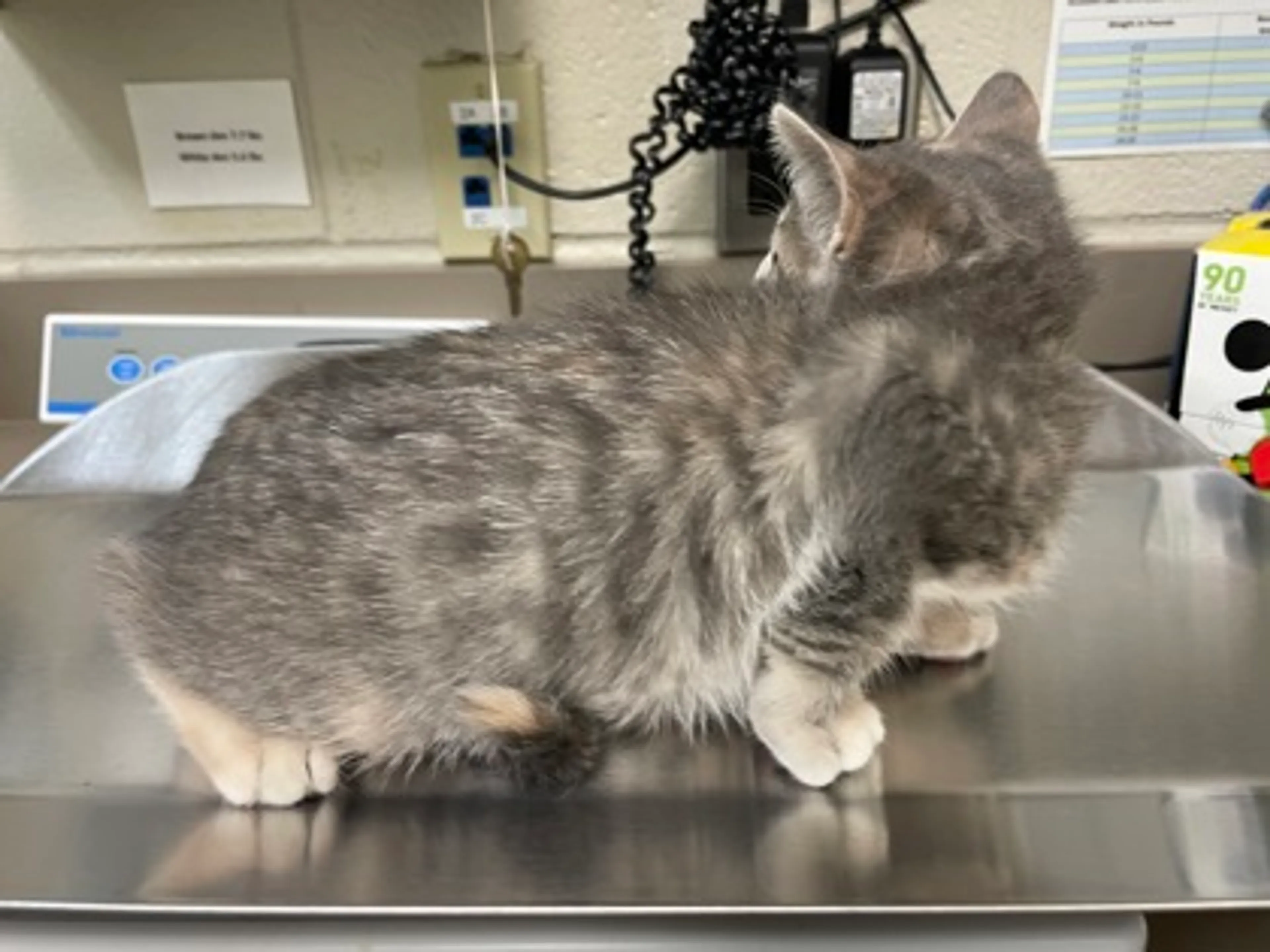Found pet-1