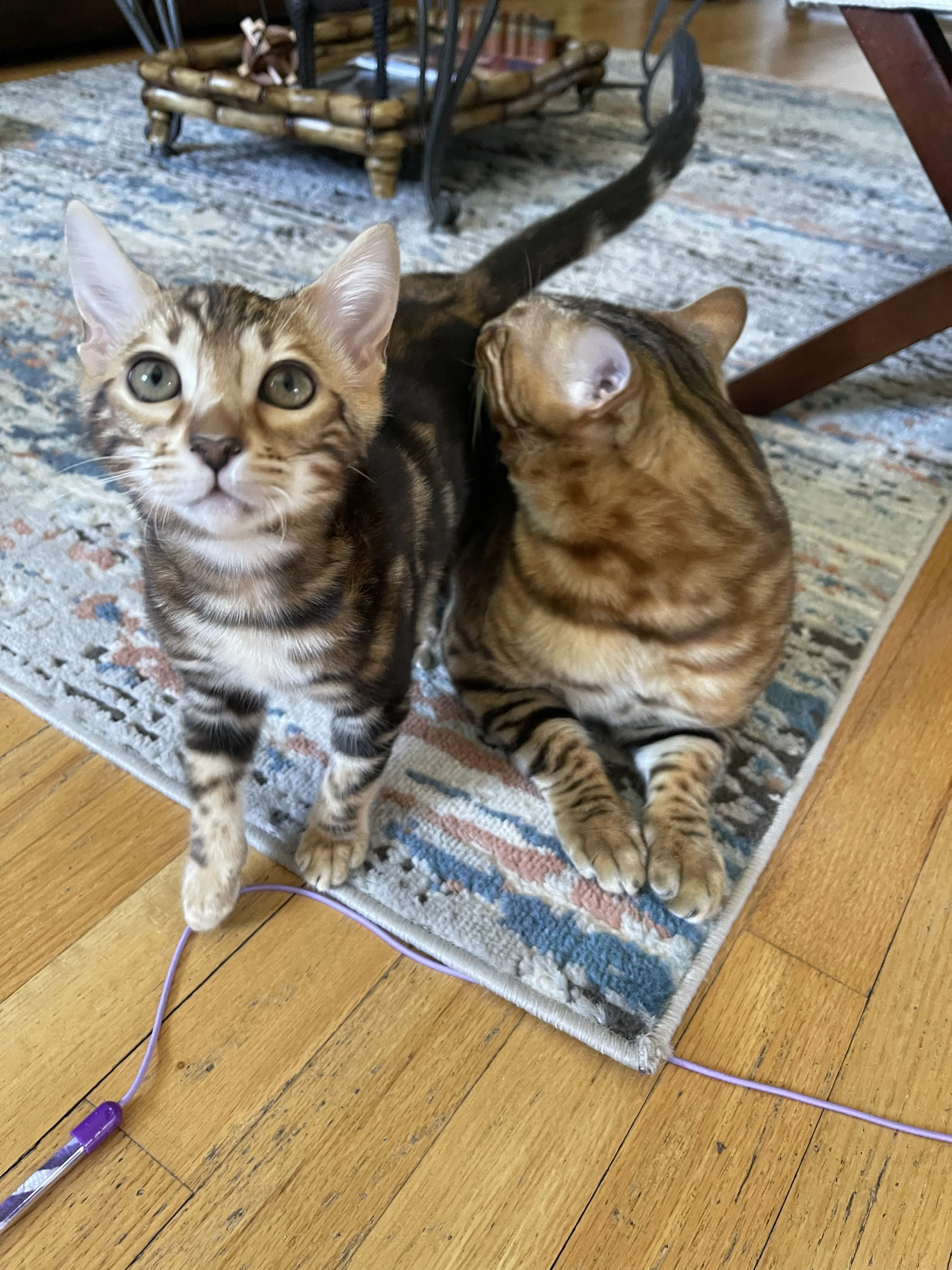 Lost pet