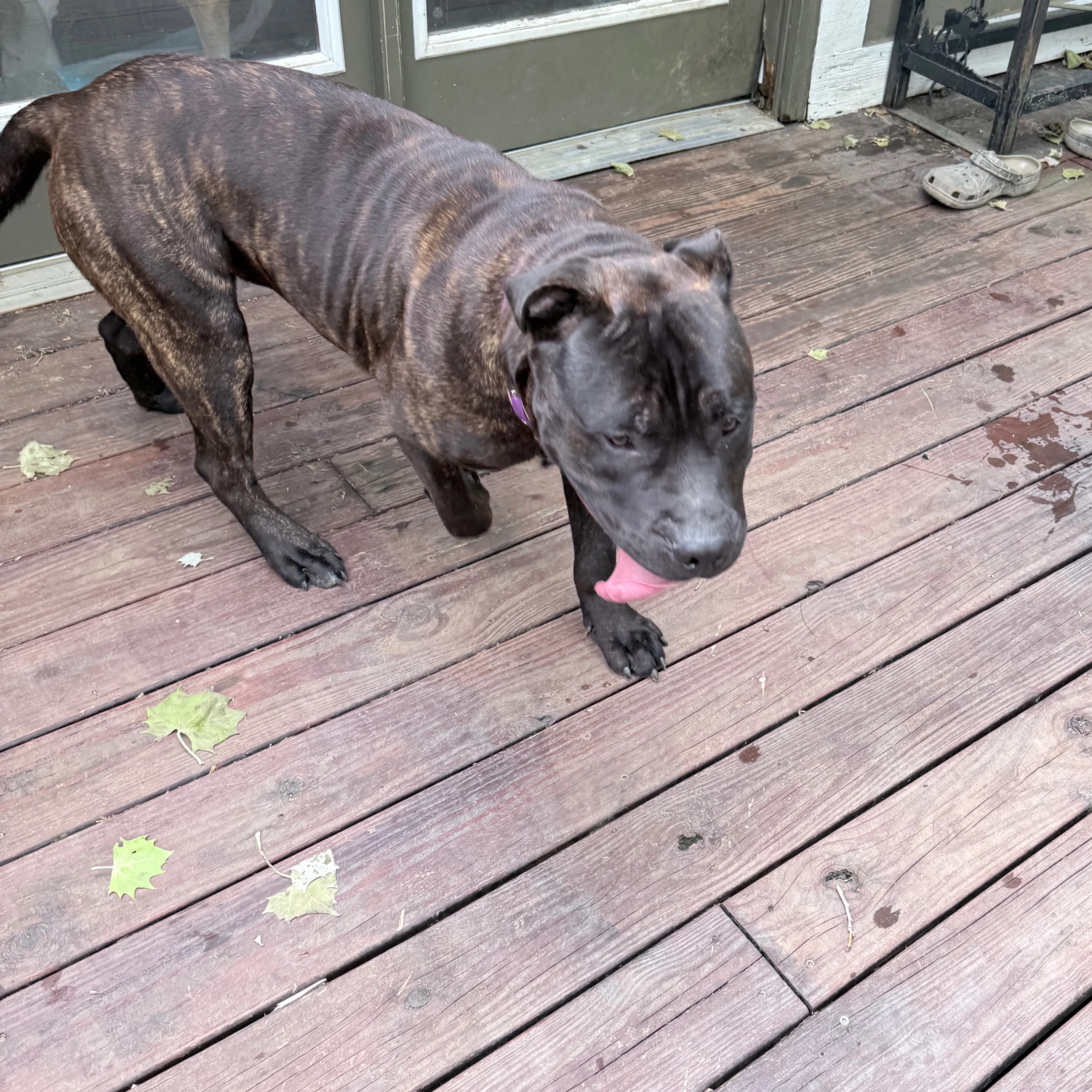 Found pet-1