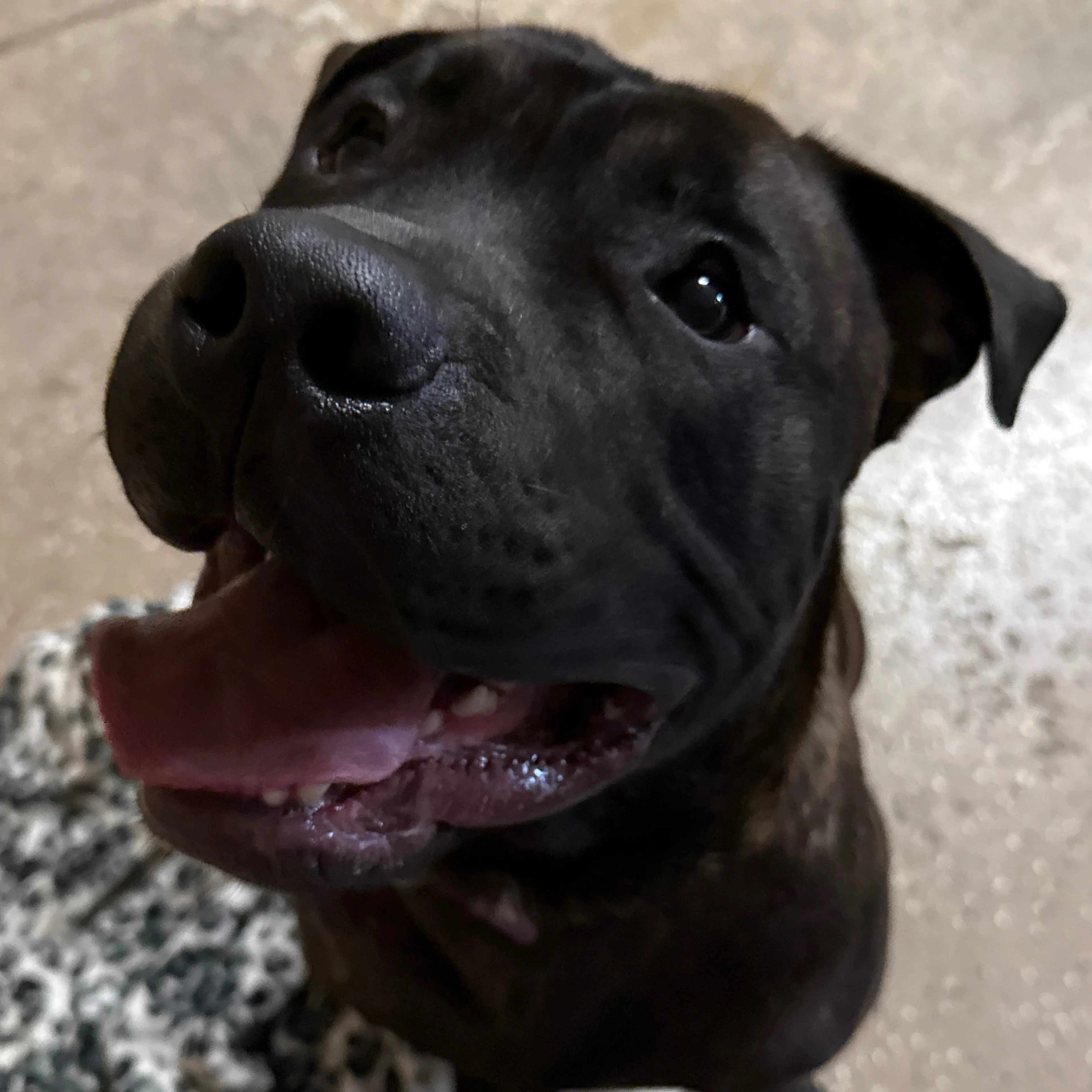 Found pet-2