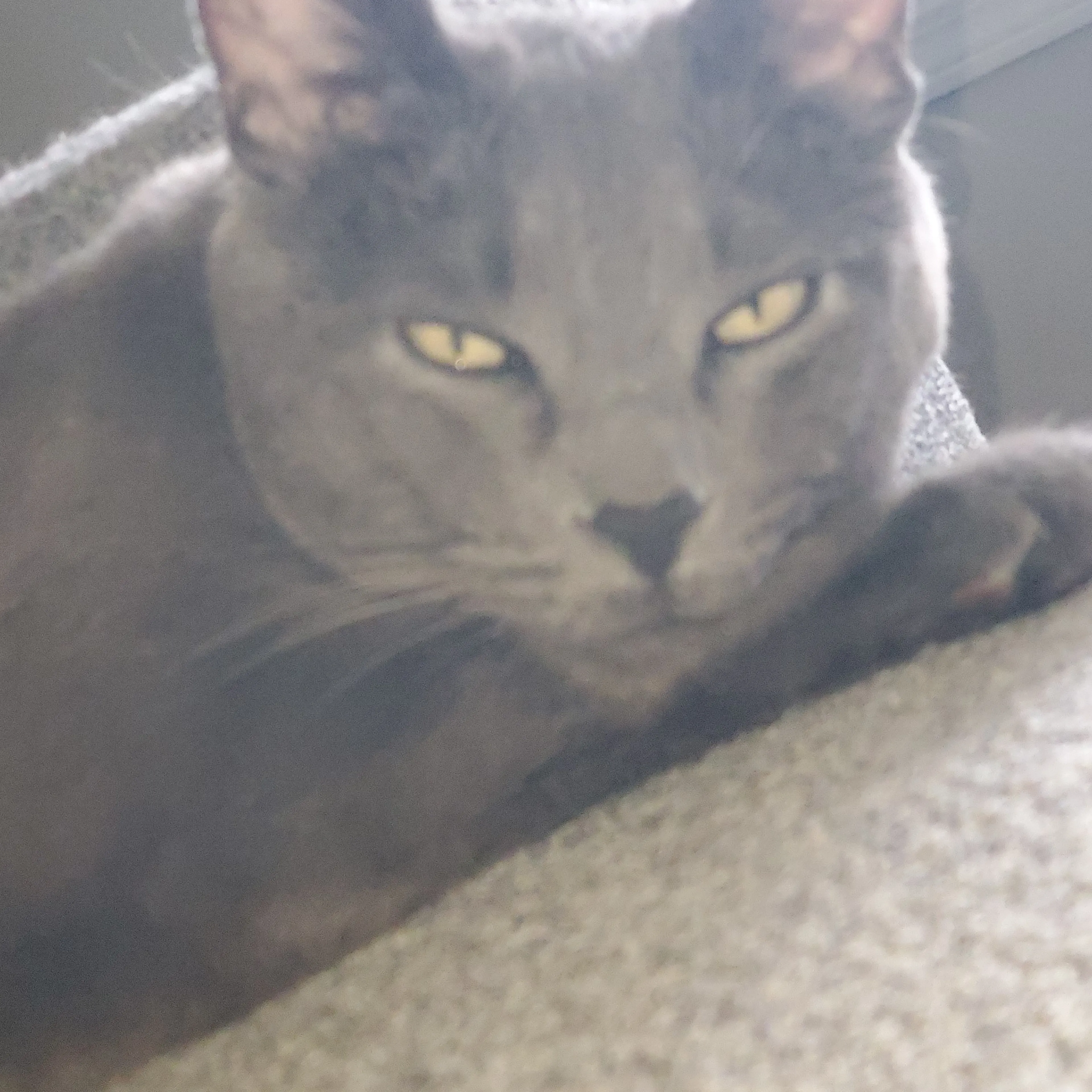 Lost pet-2