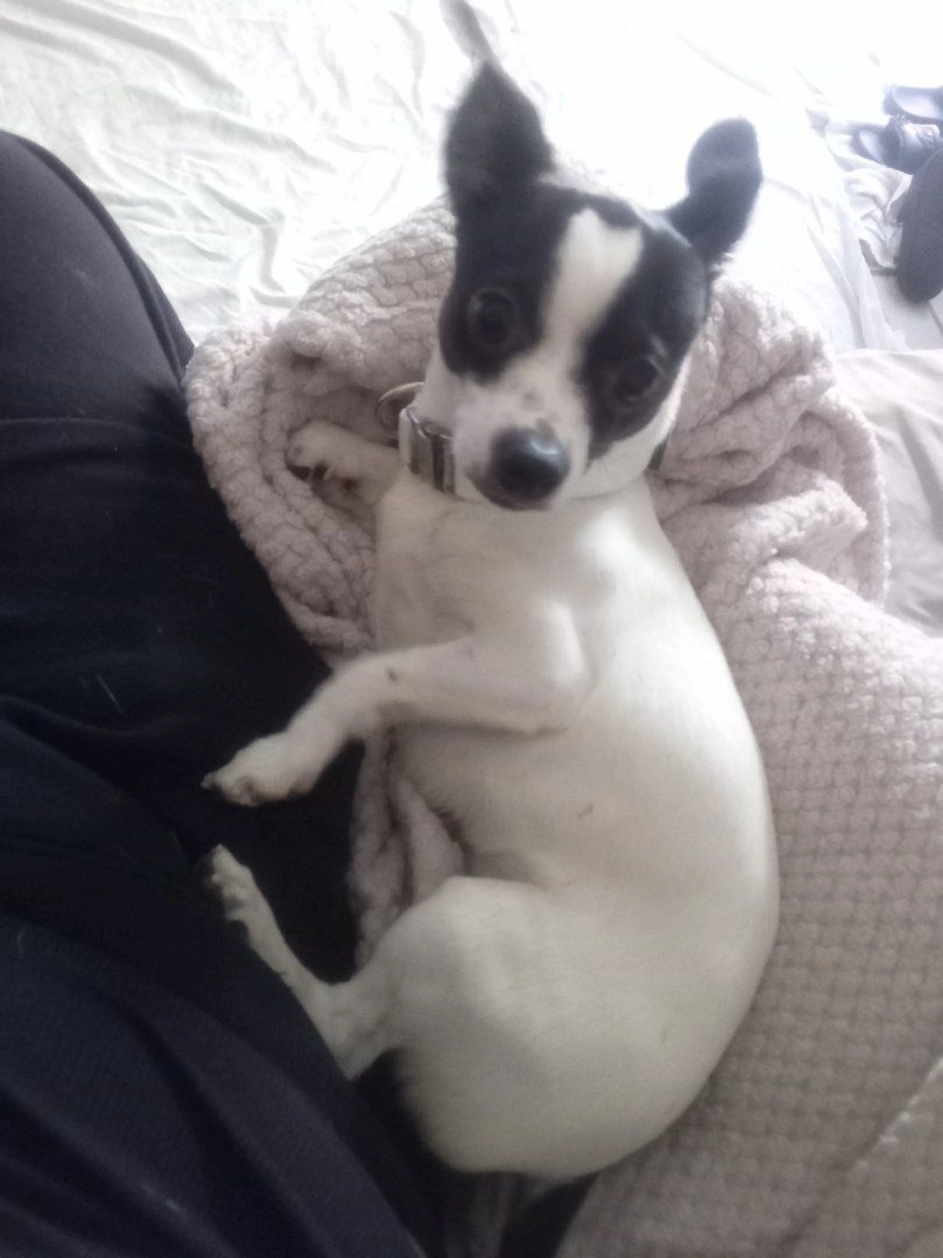 Lost pet