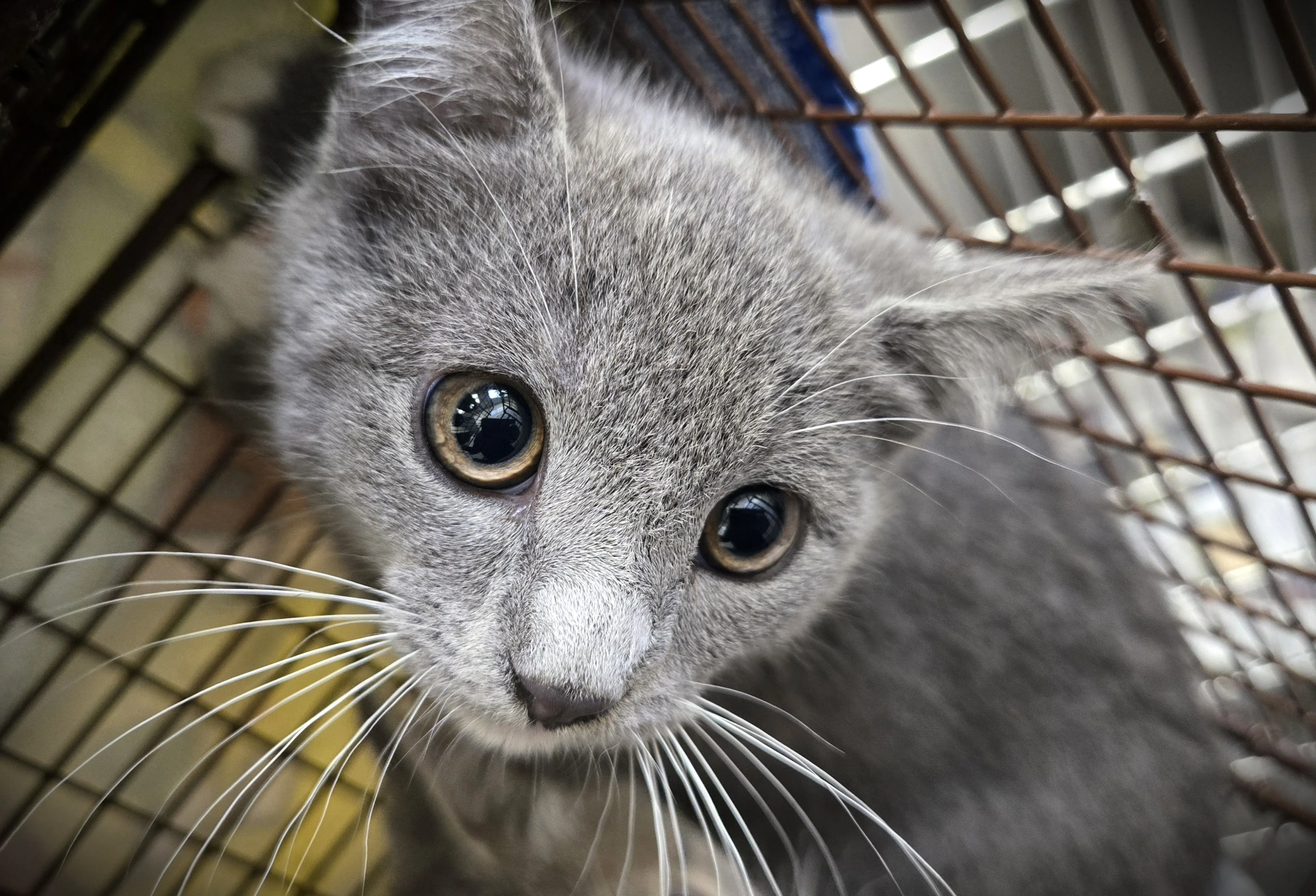 Found pet