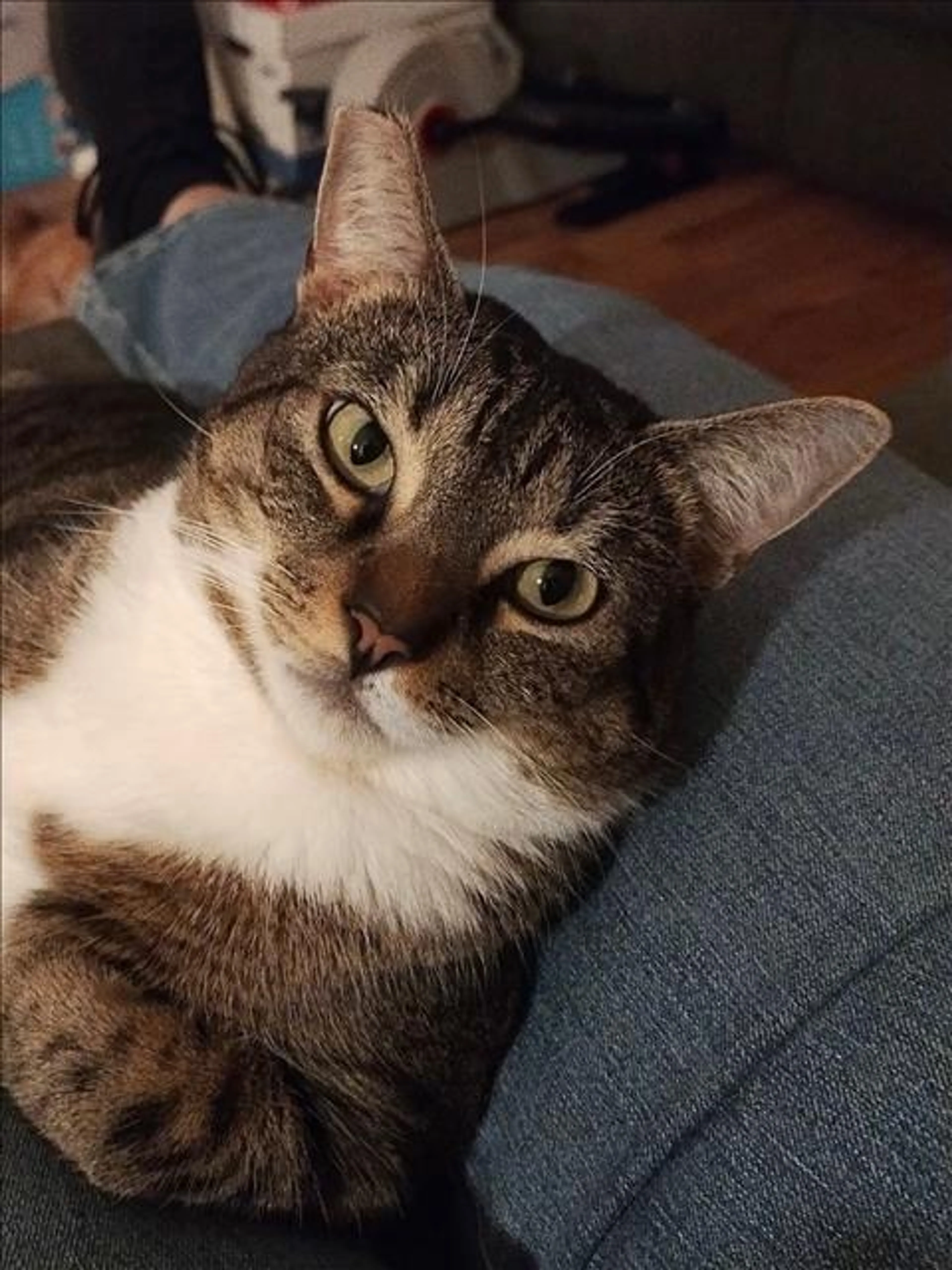 Found pet