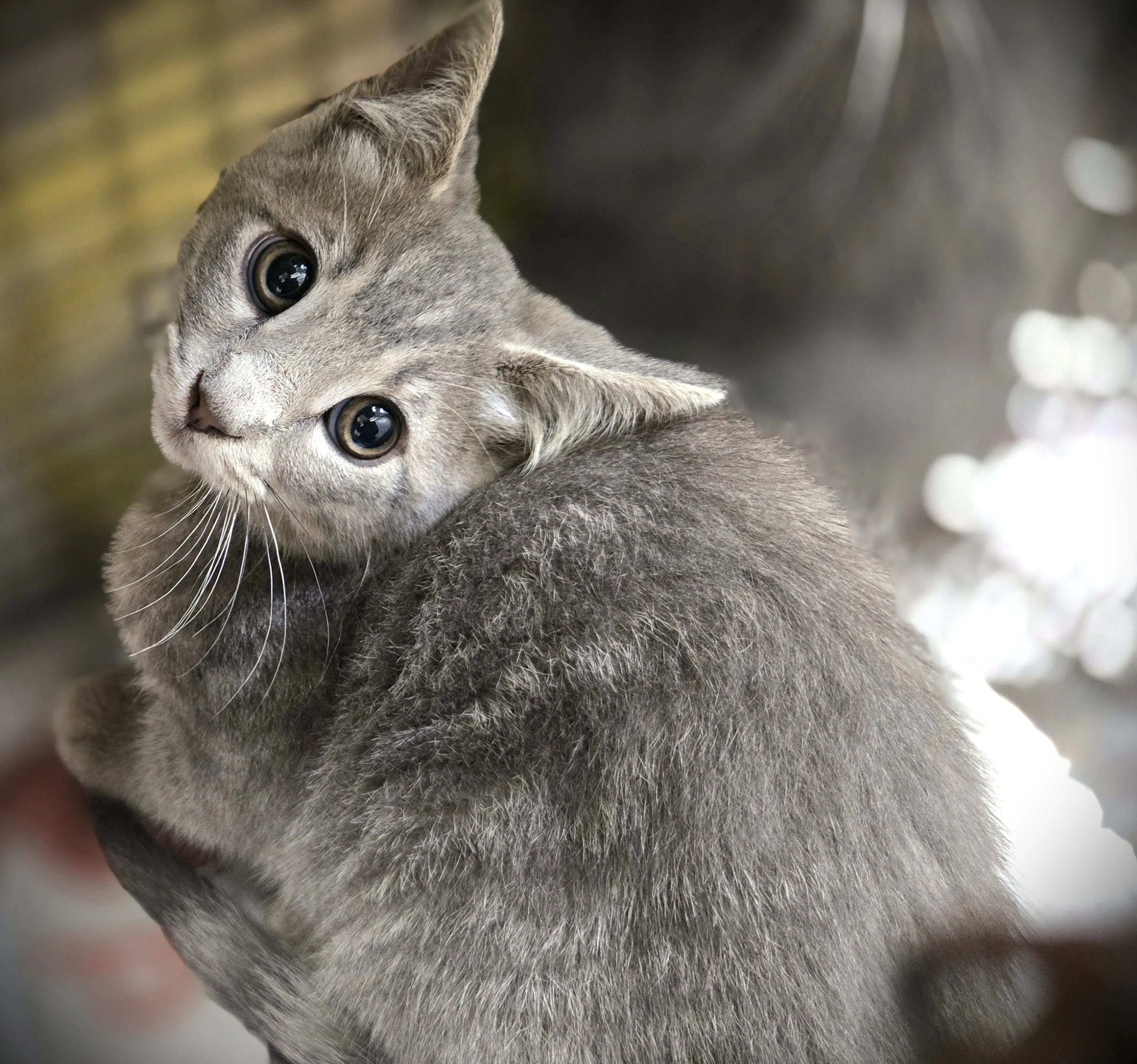Found pet