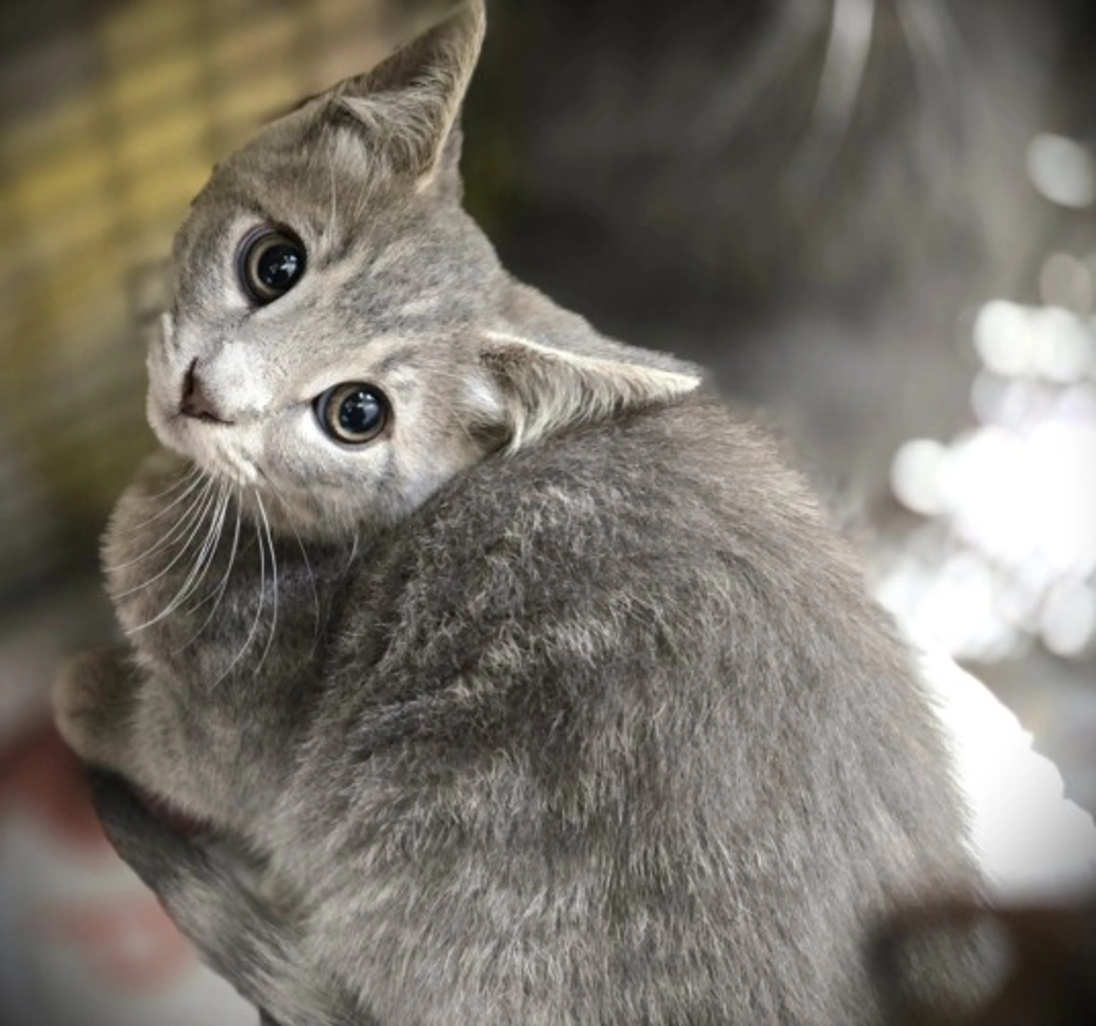 Found pet