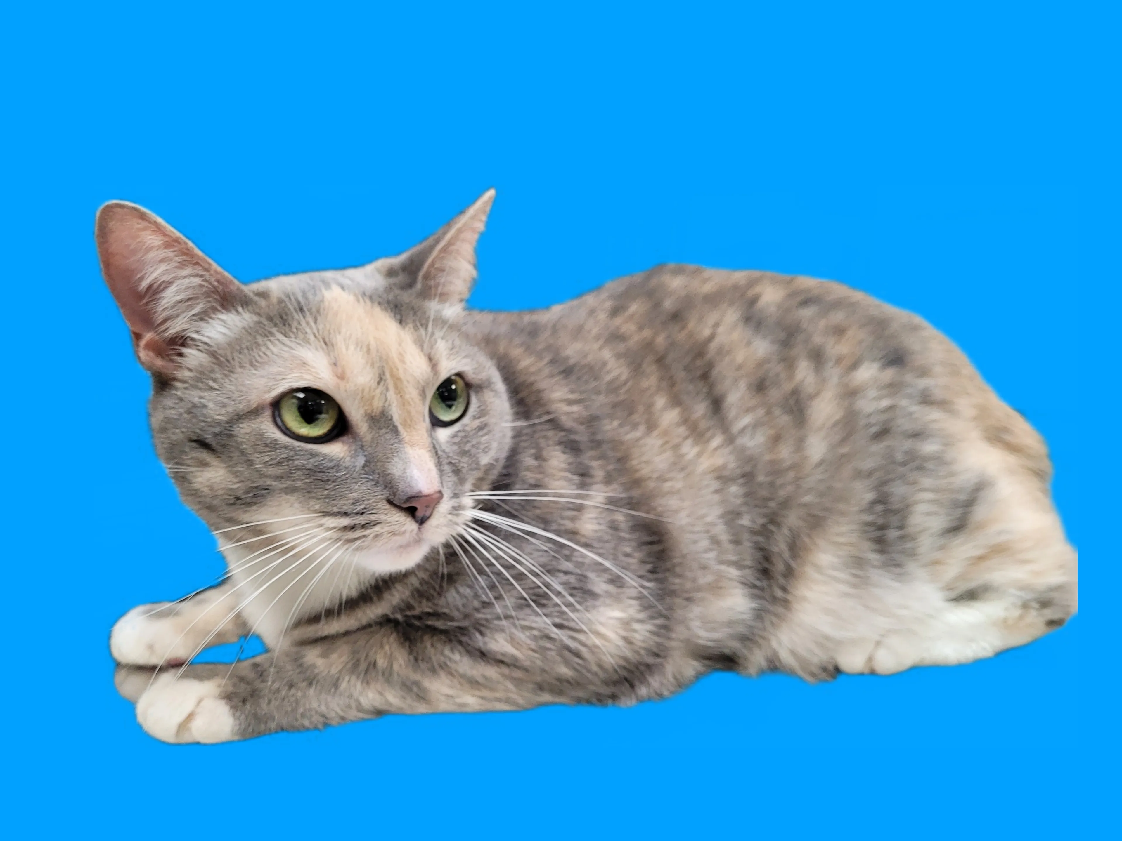 Found pet