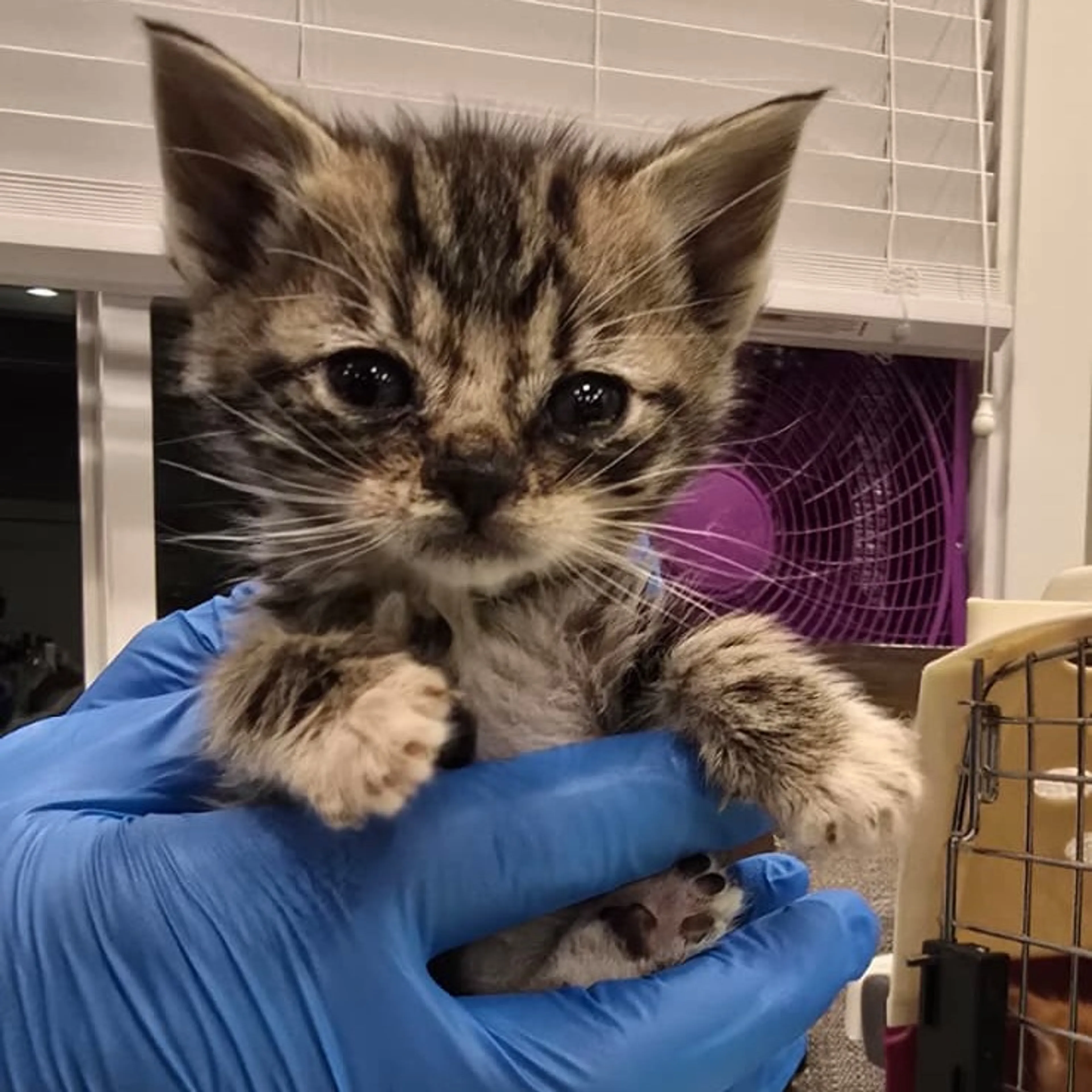 Found pet-1