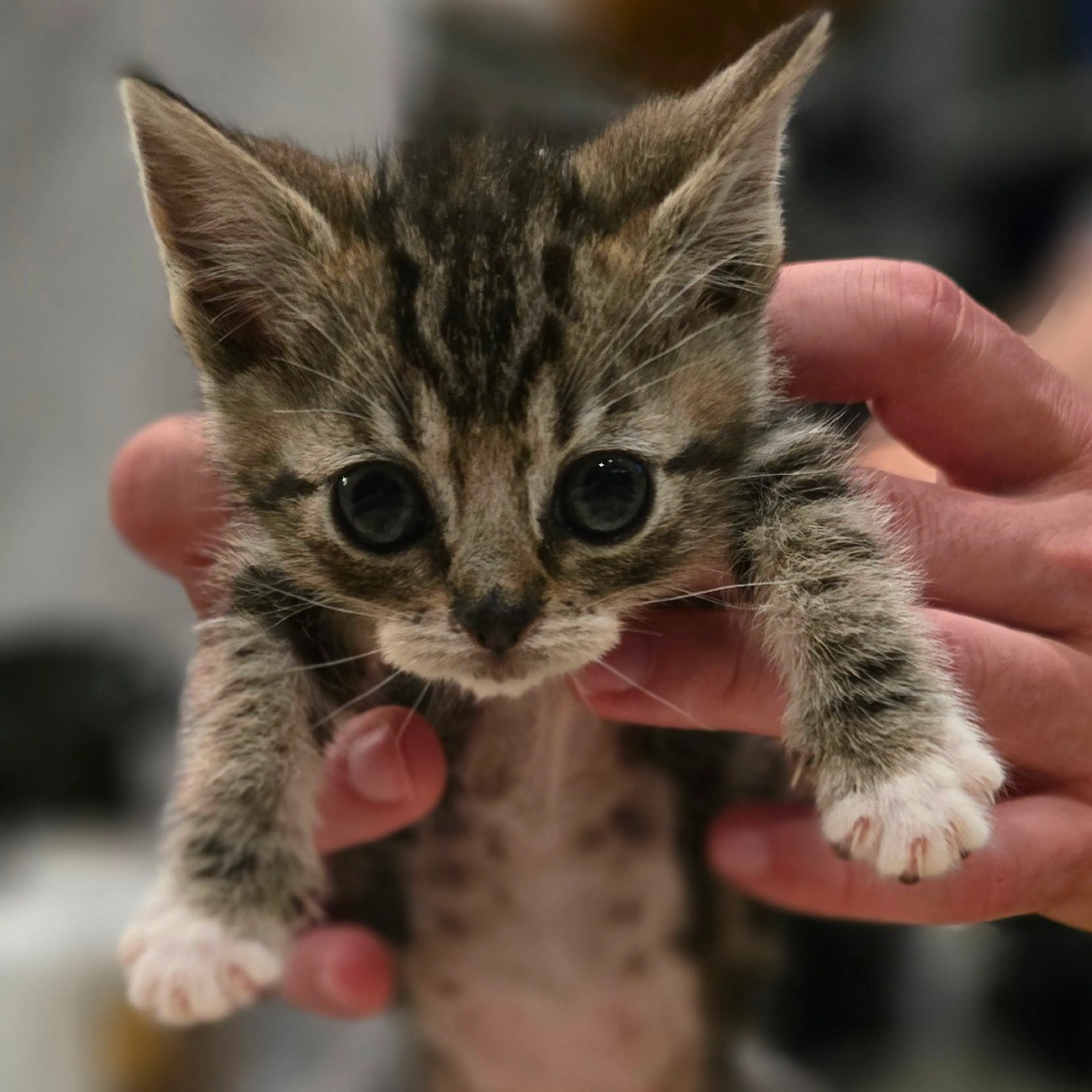 Found pet-0