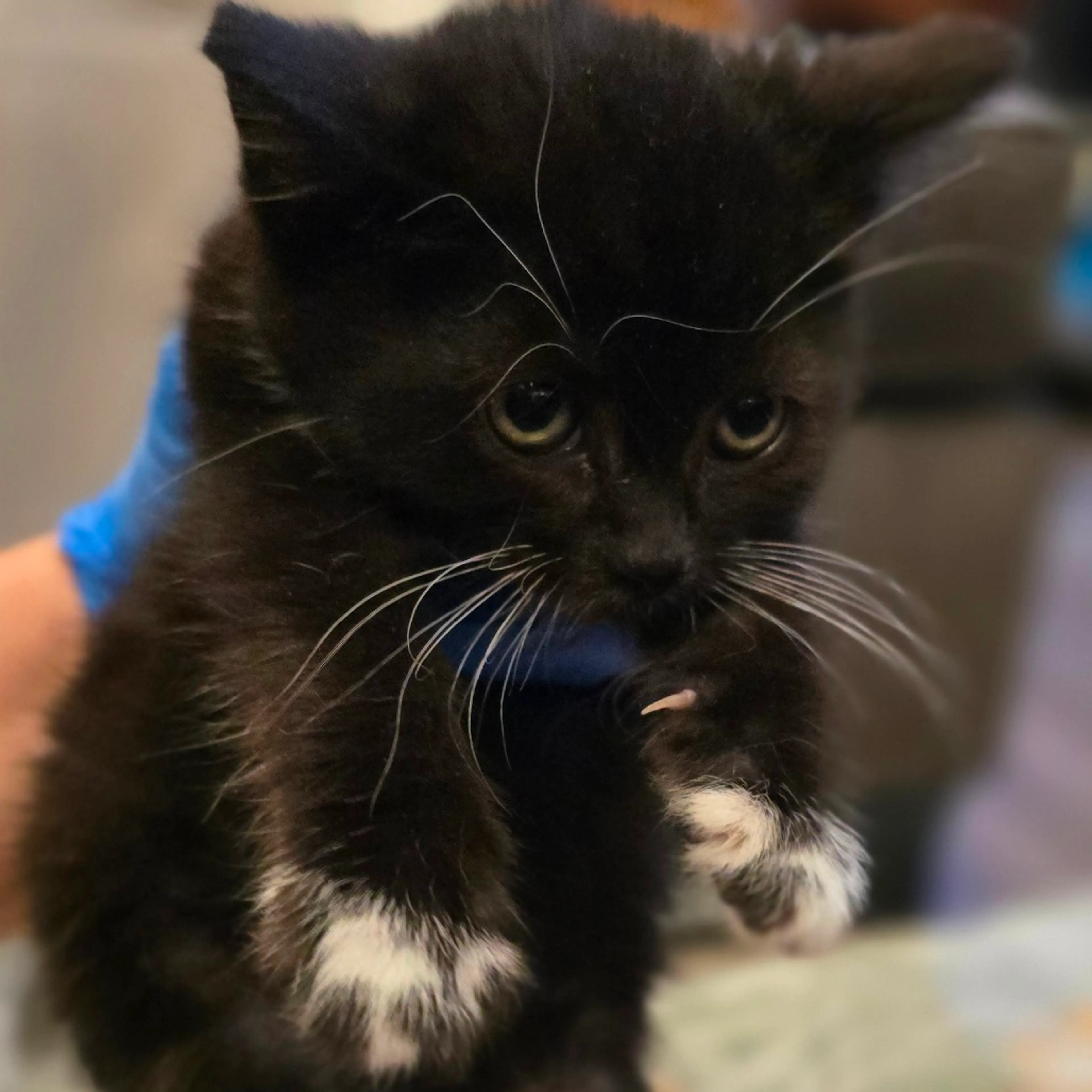 Found pet-0