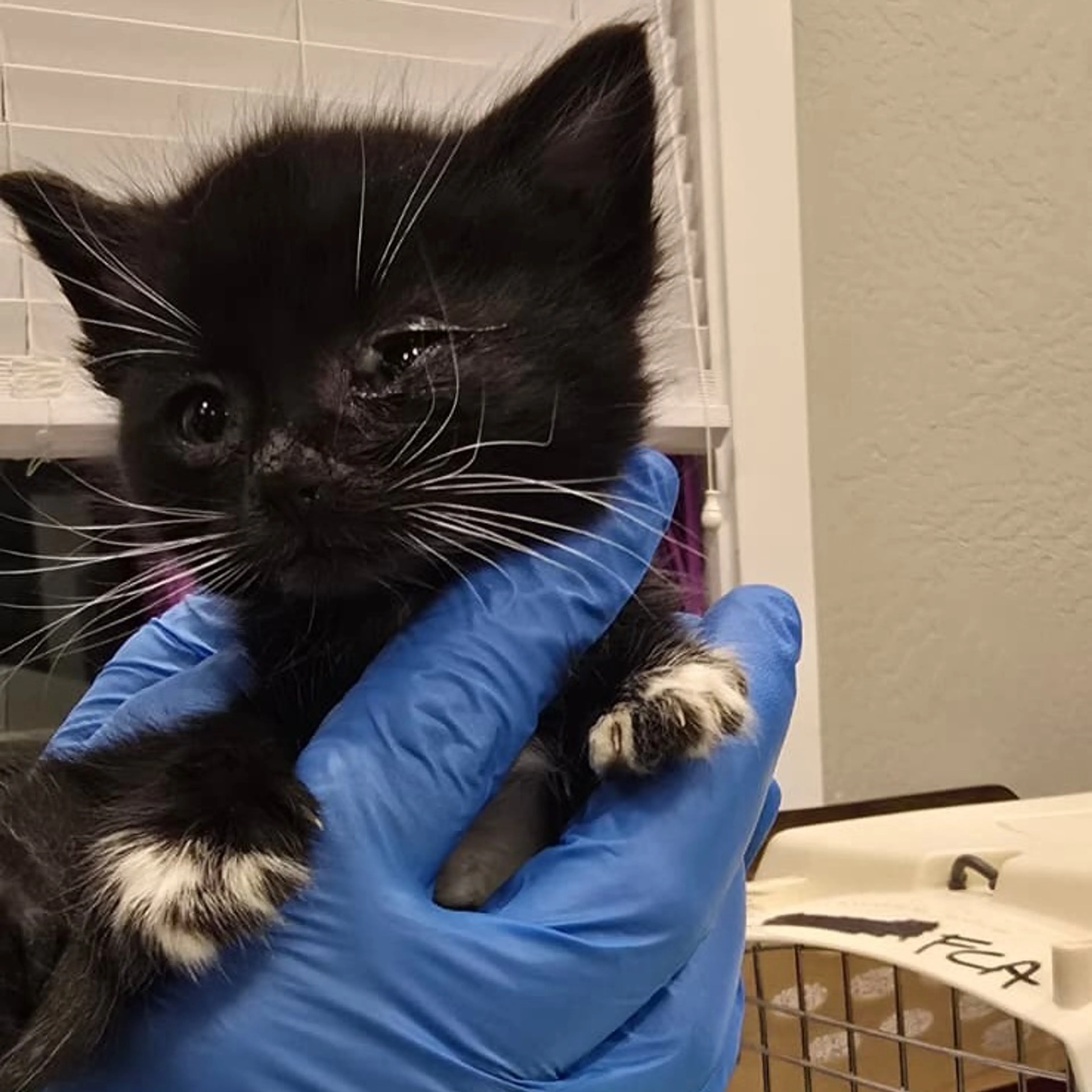 Found pet-1