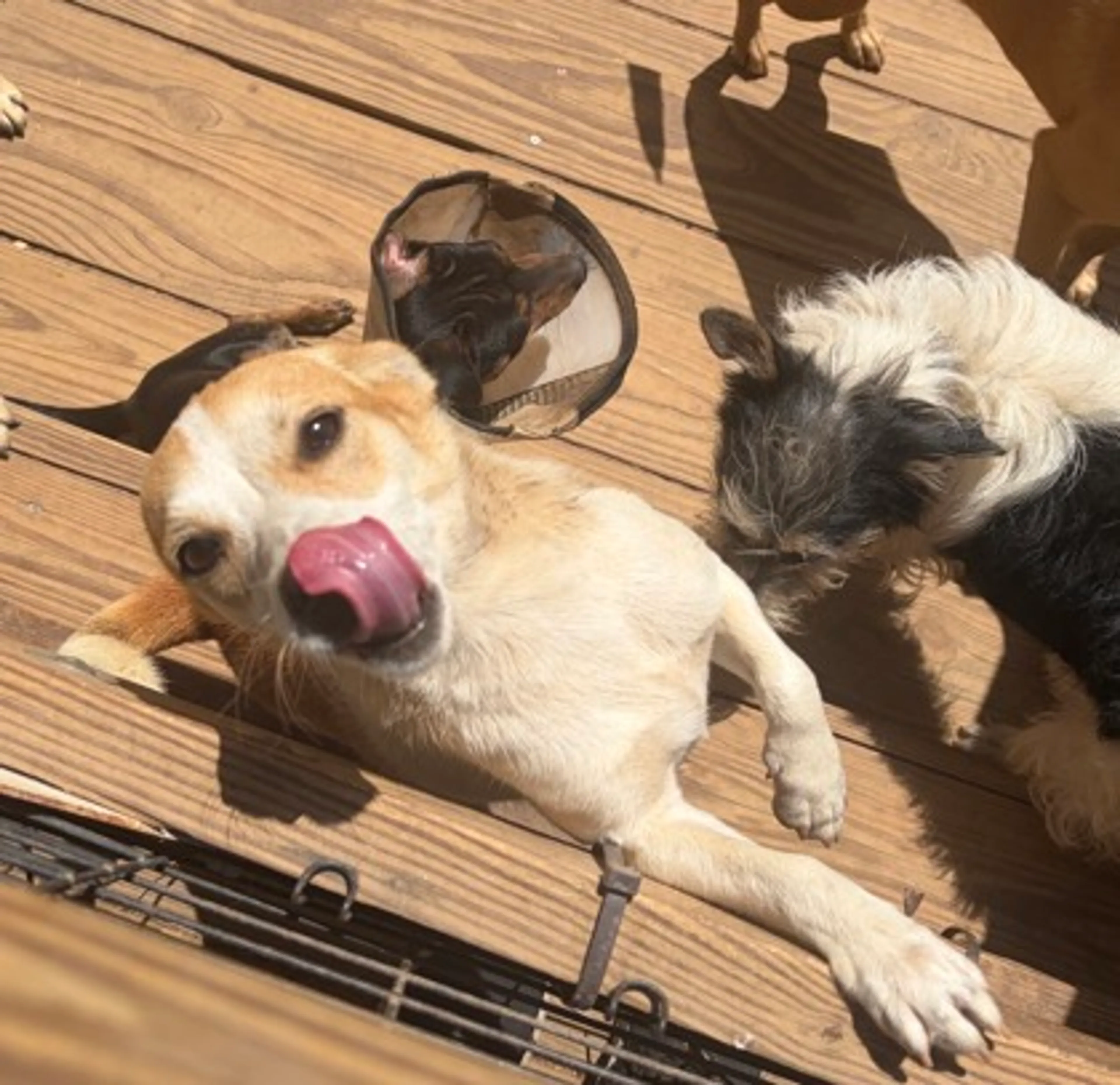 Found pet