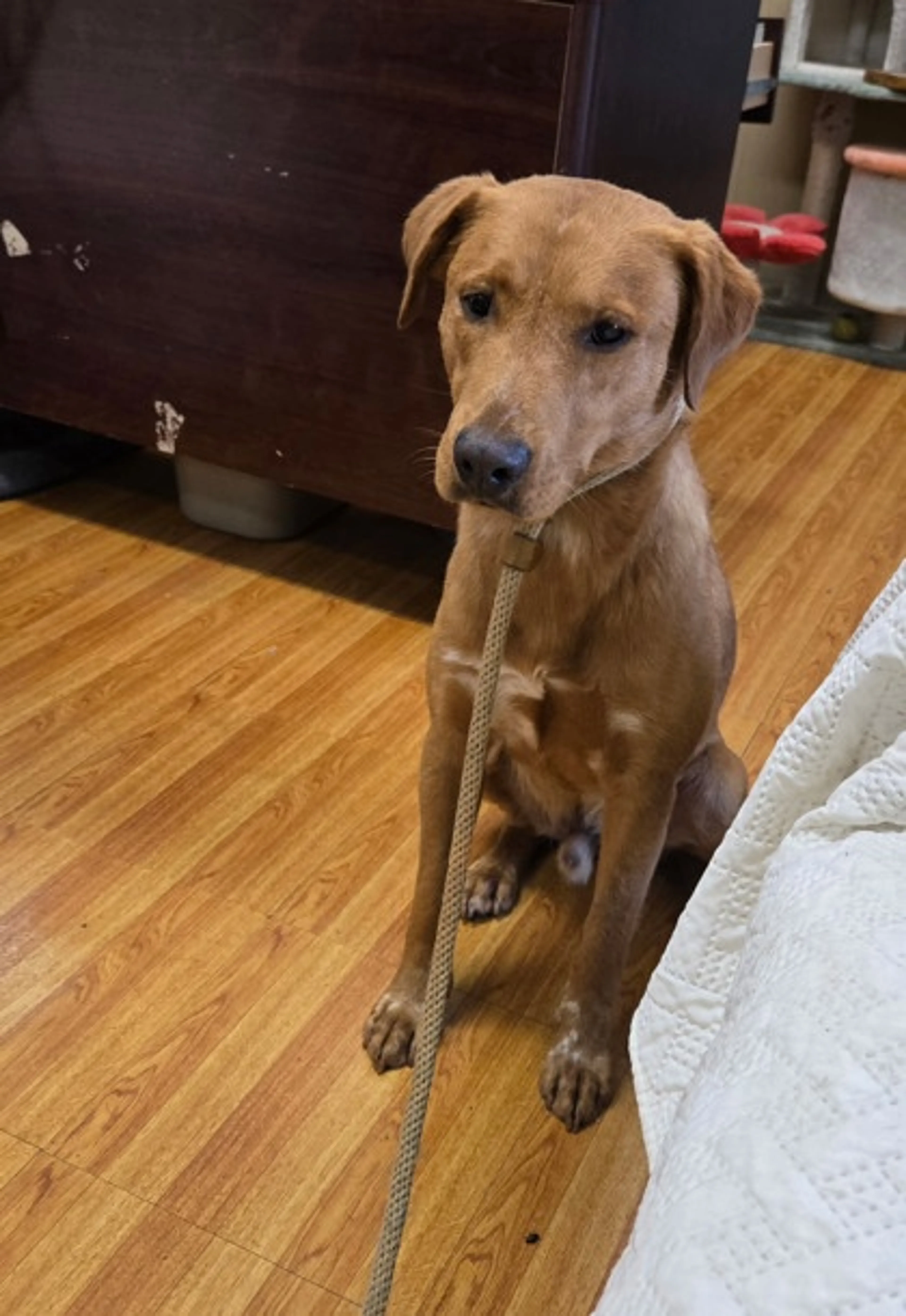 Found pet