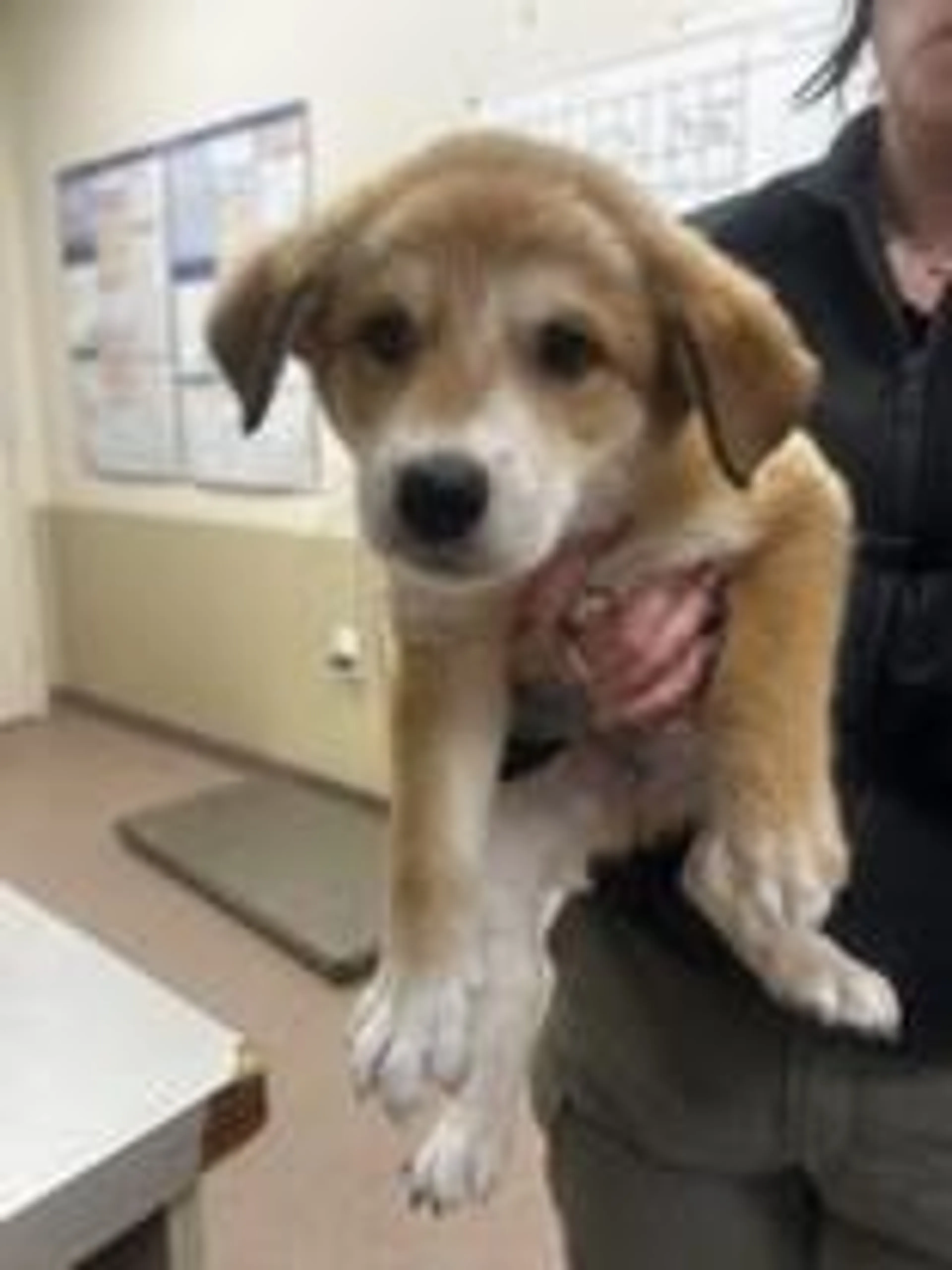 Found pet