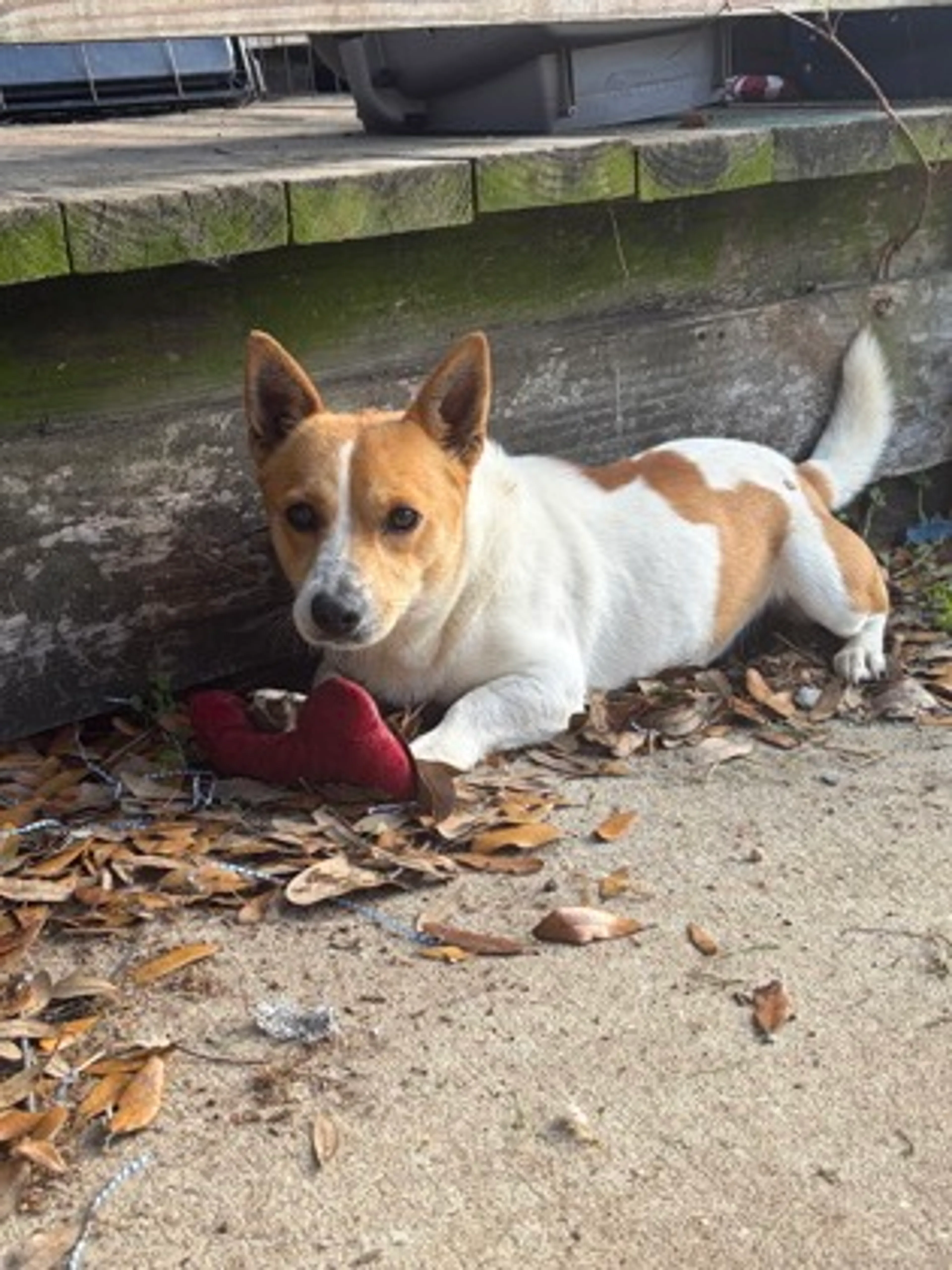 Found pet