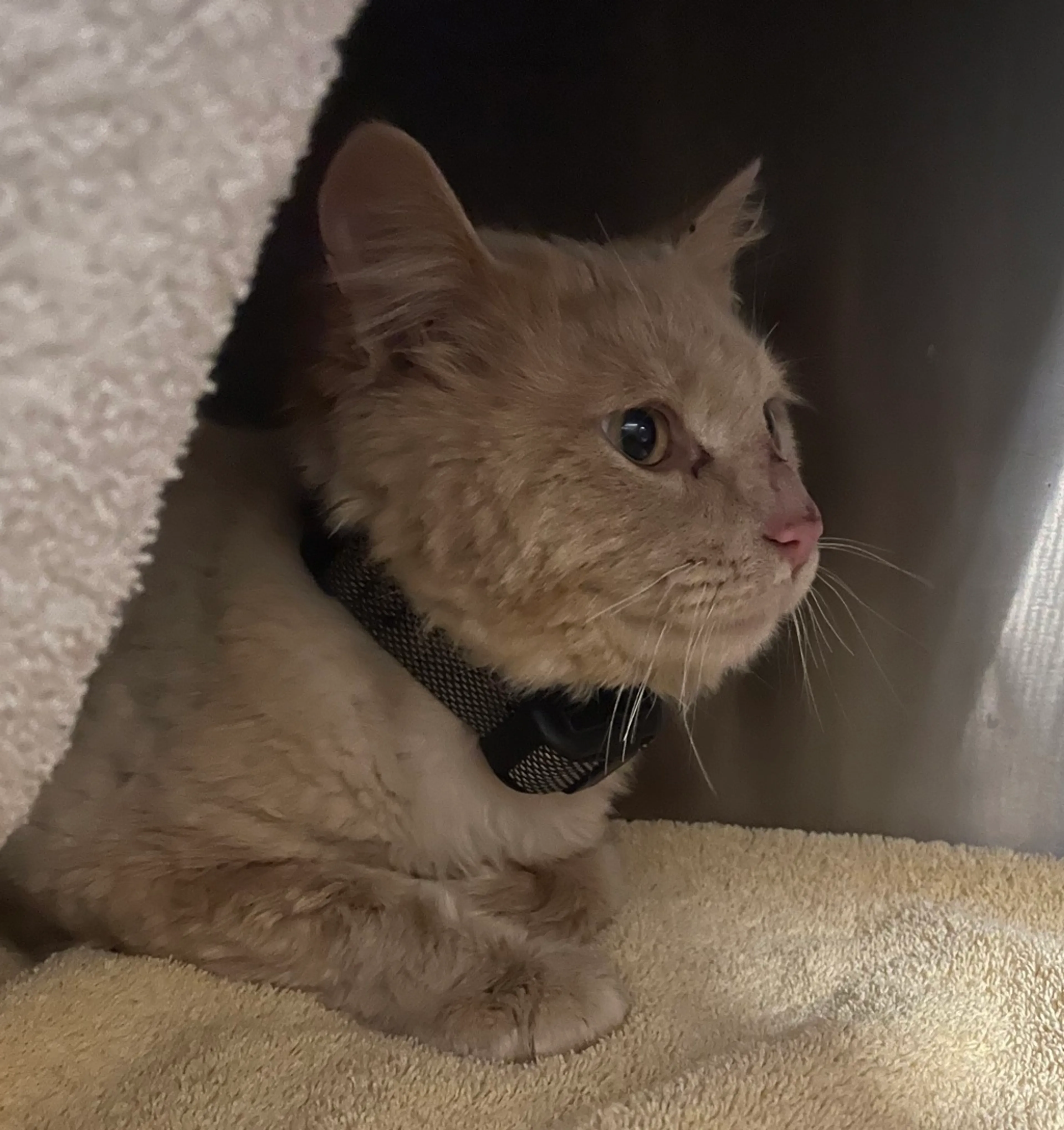 Found pet-3