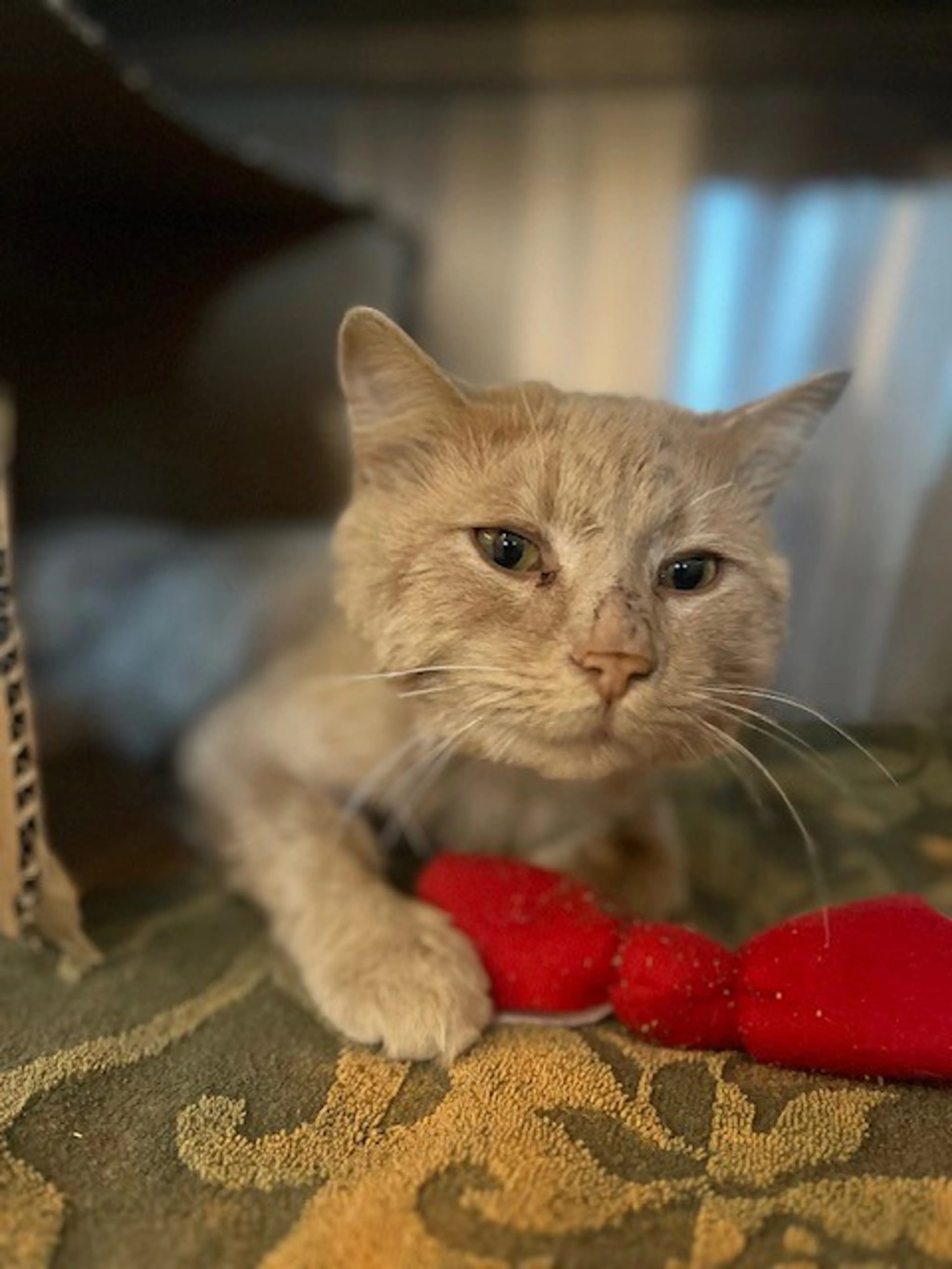 Found pet-2