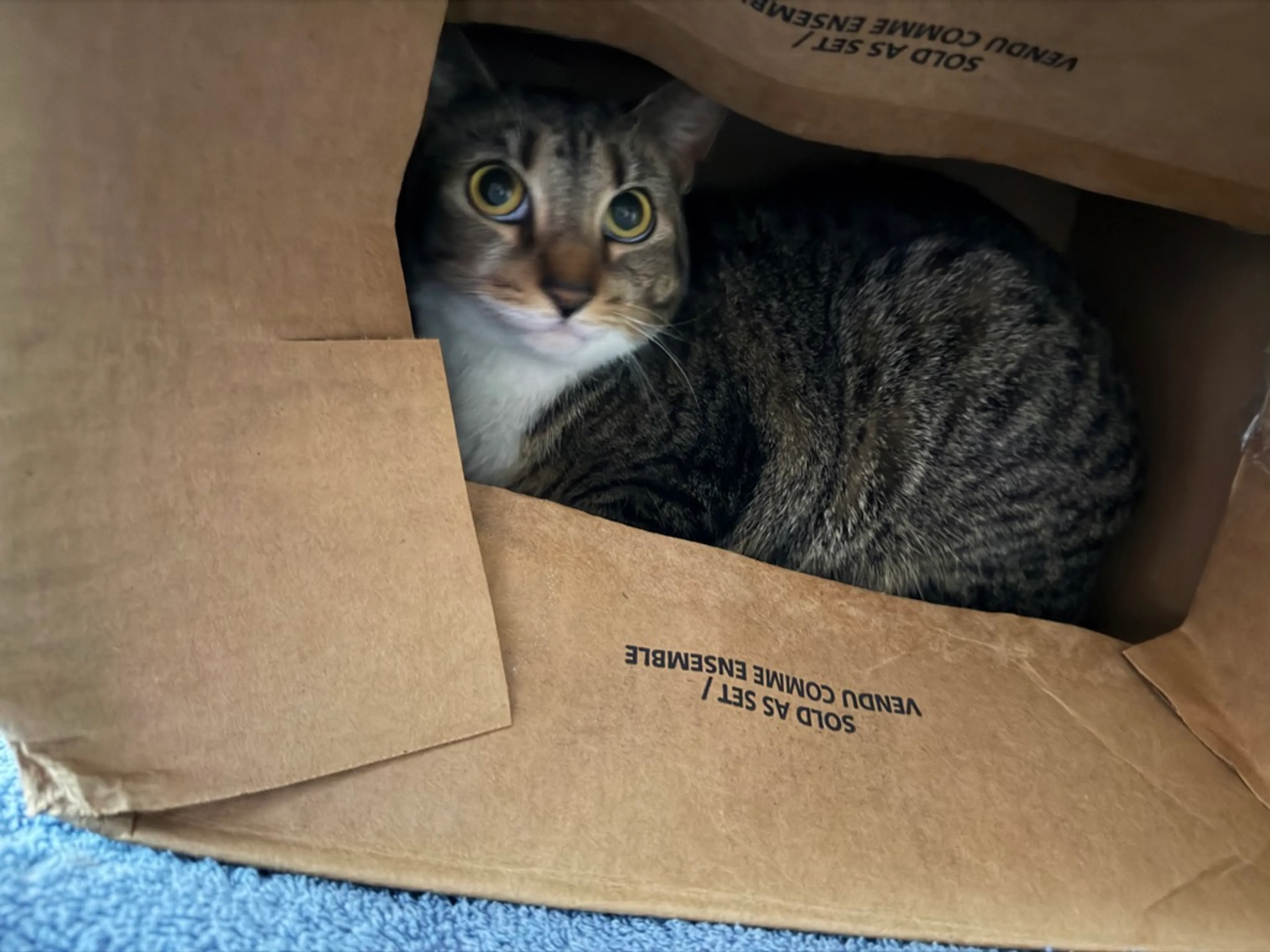 Found pet