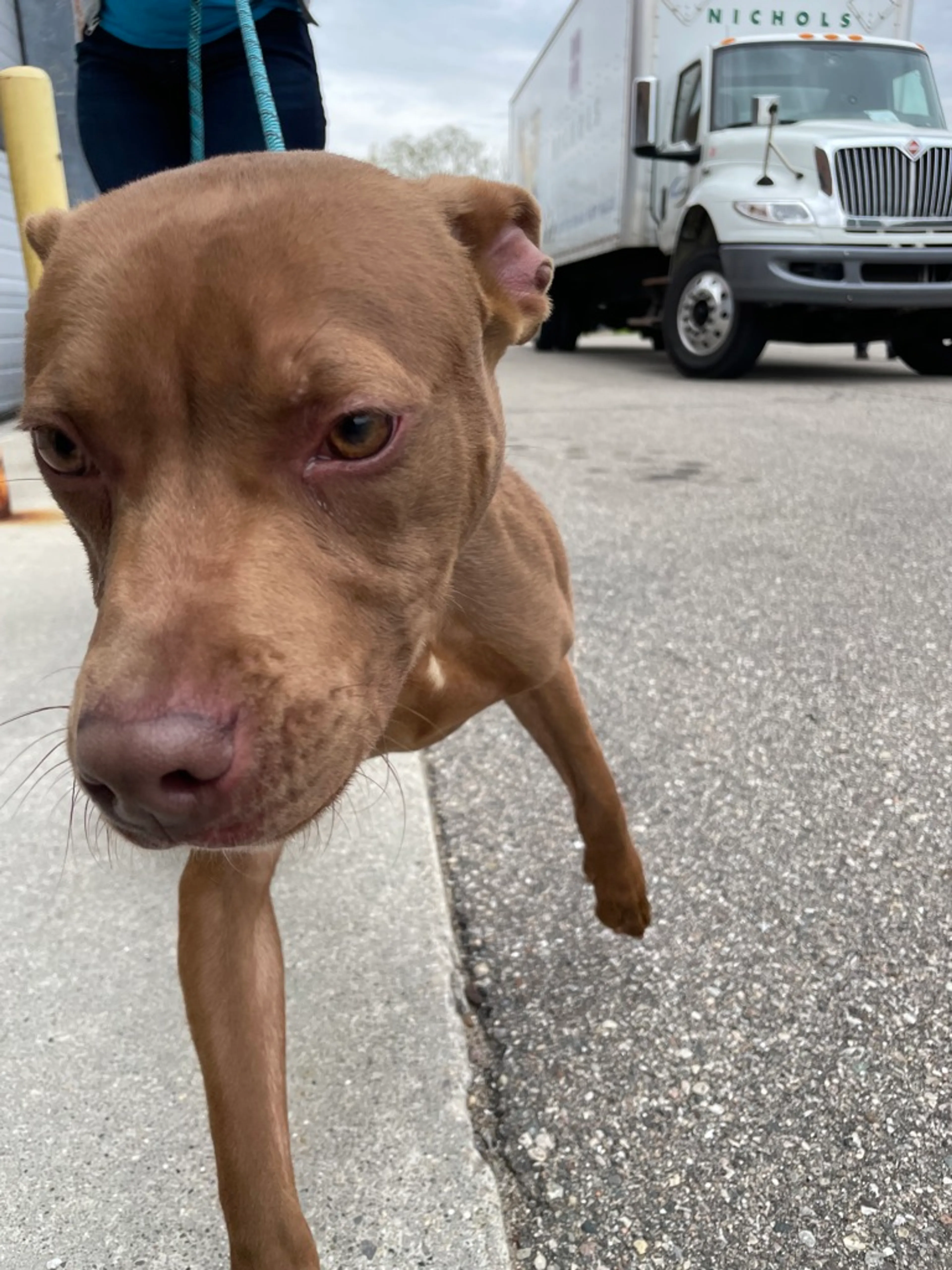 Found pet