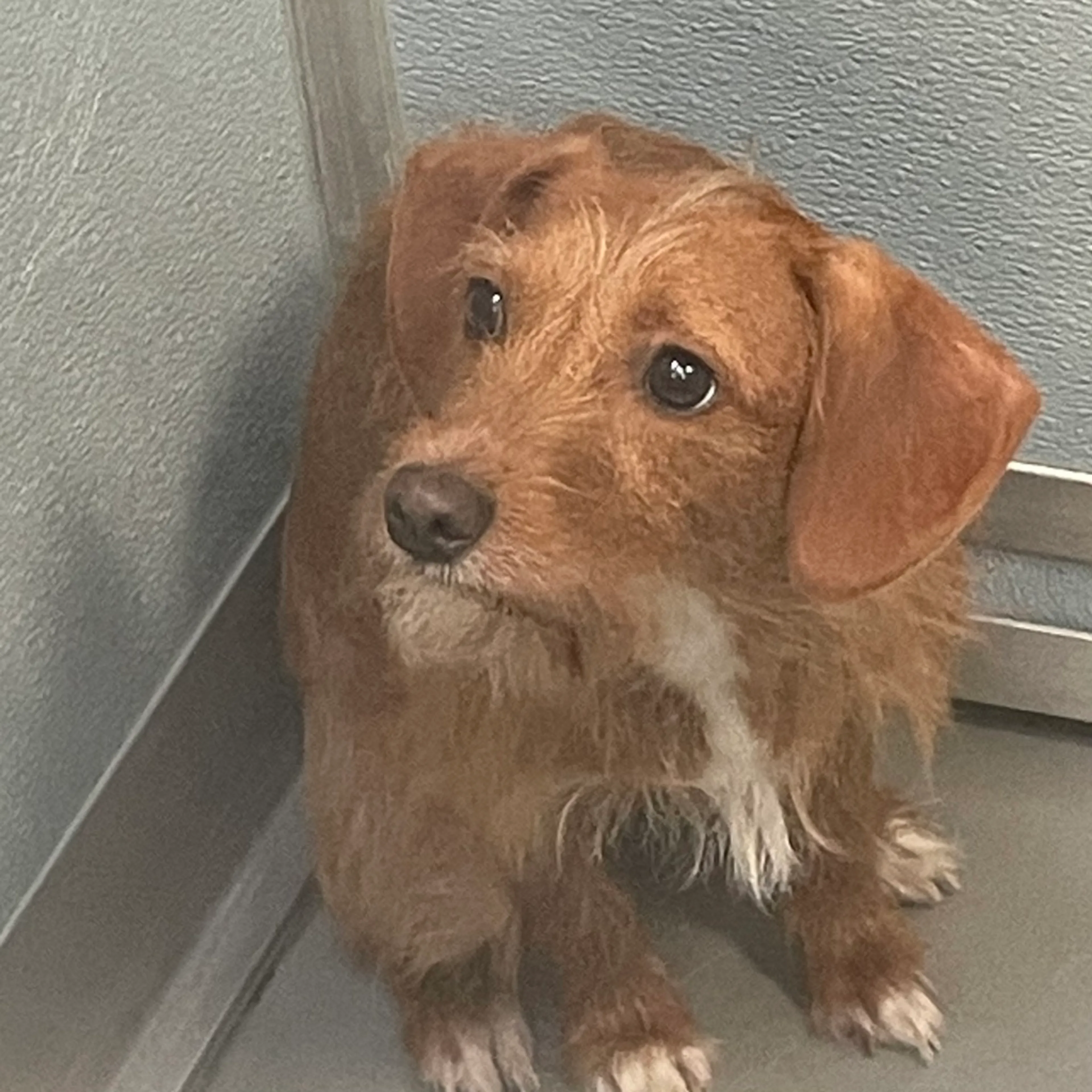 Found pet