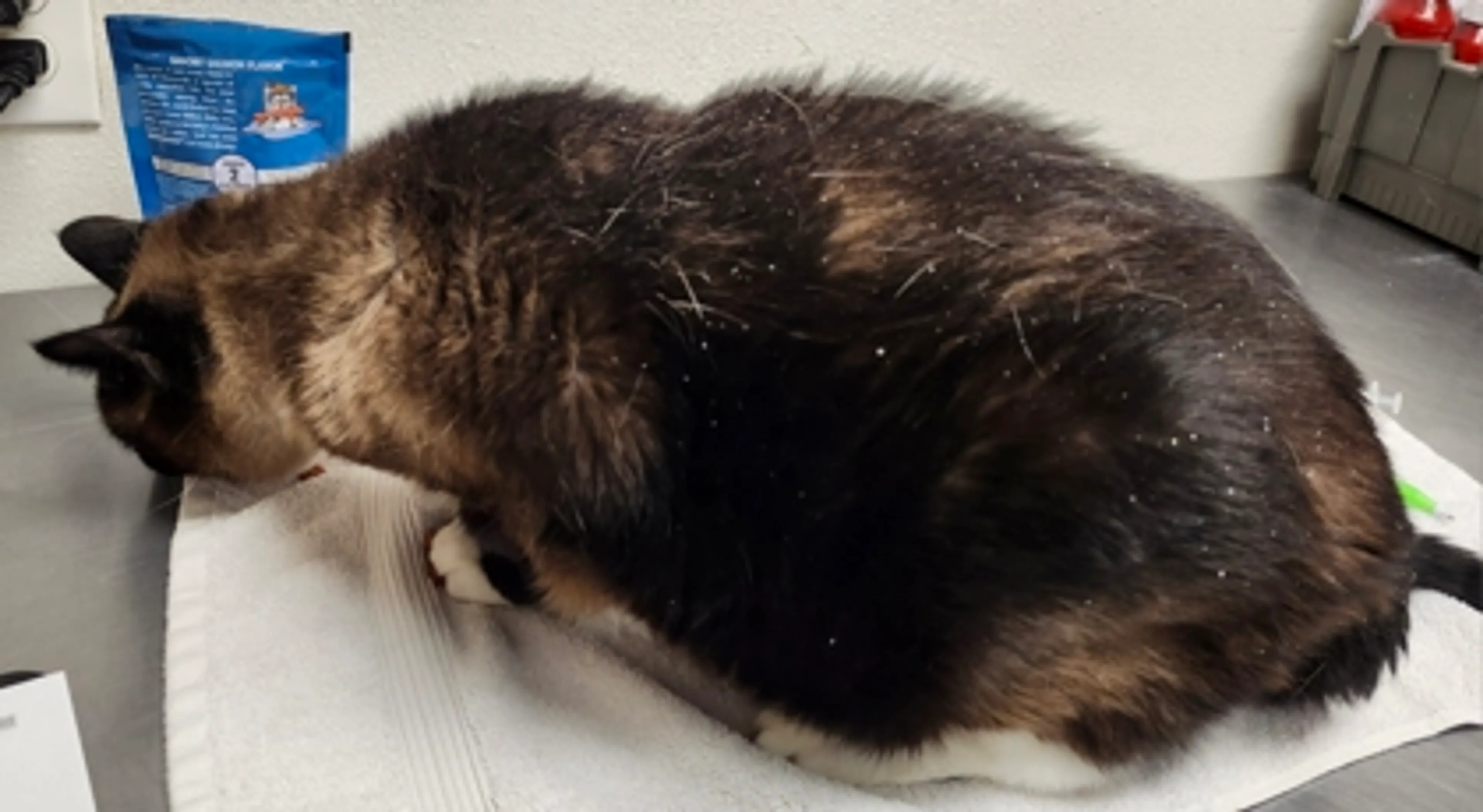 Found pet-2