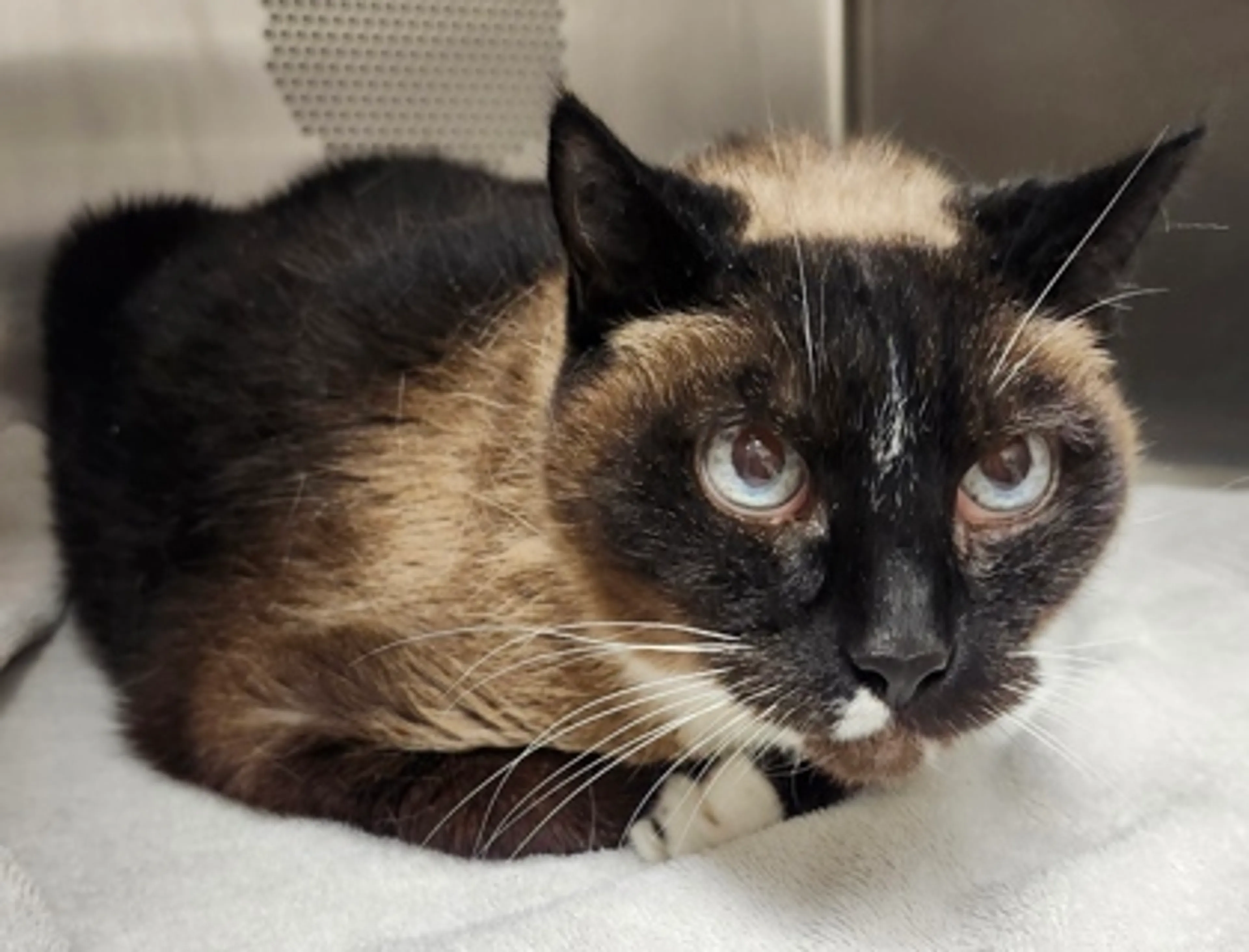Found pet-1